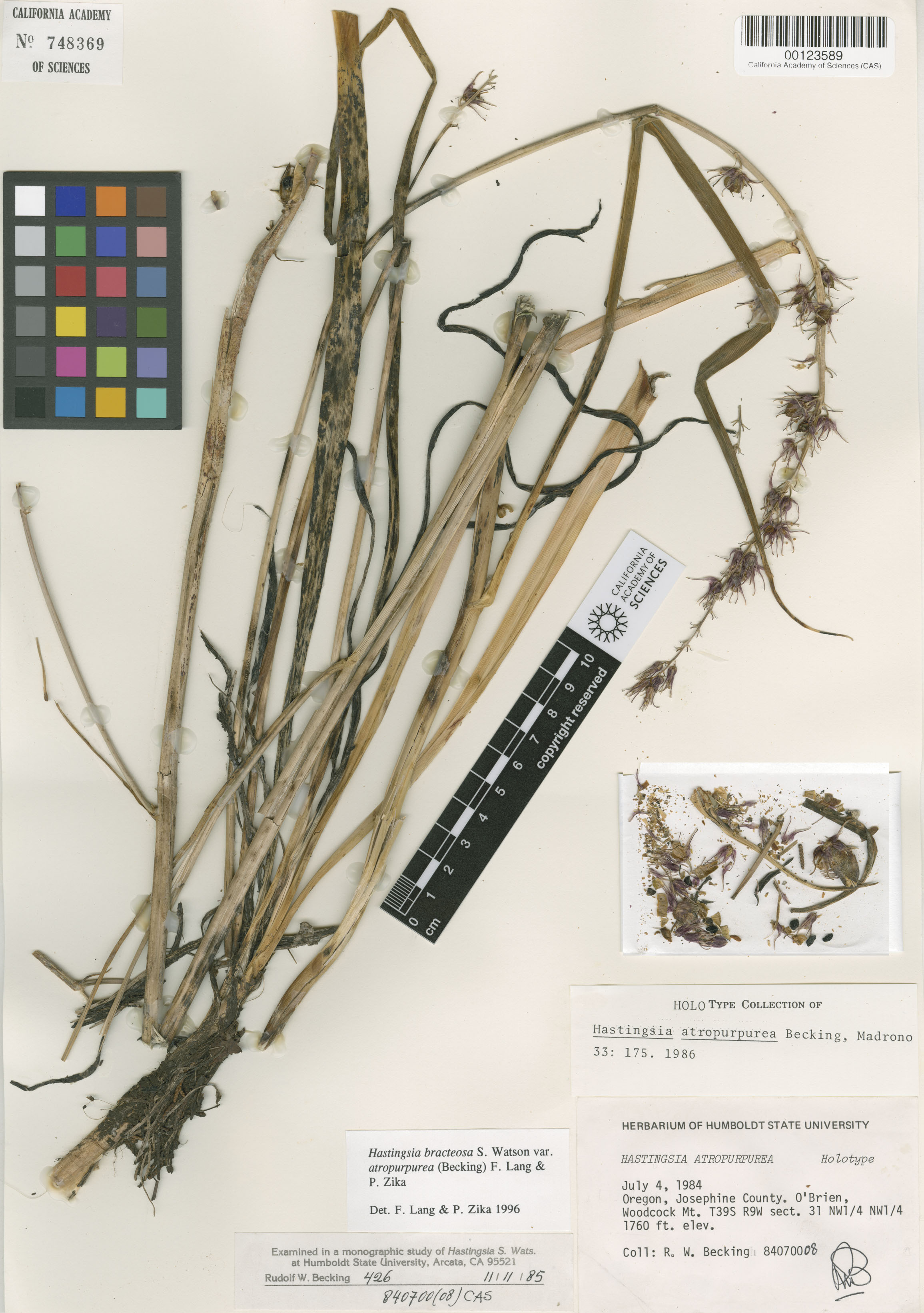 Hastingsia atropurpurea image