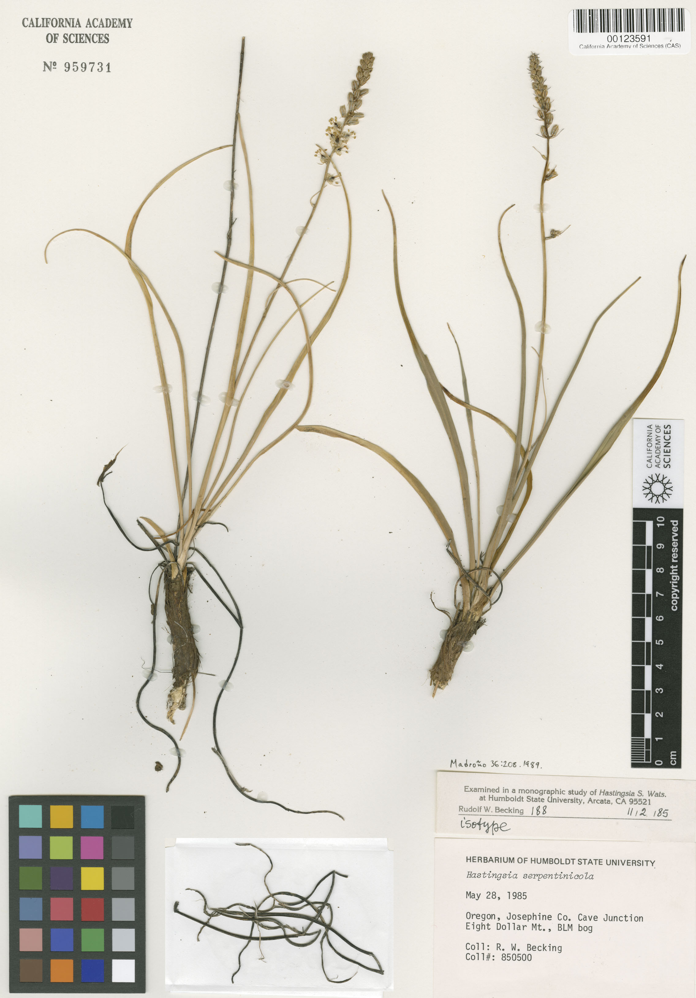 Hastingsia serpentinicola image