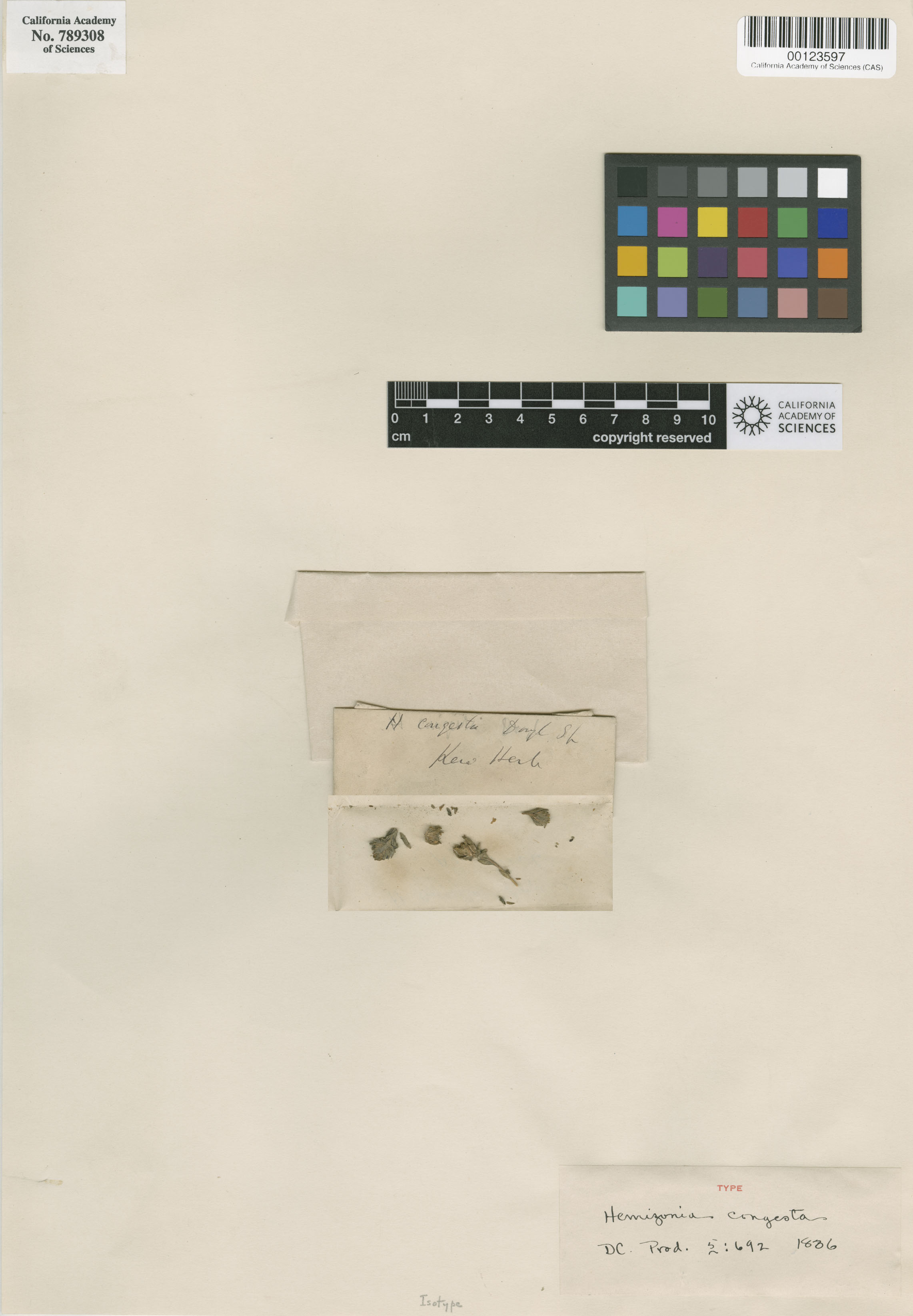 Hemizonia congesta image