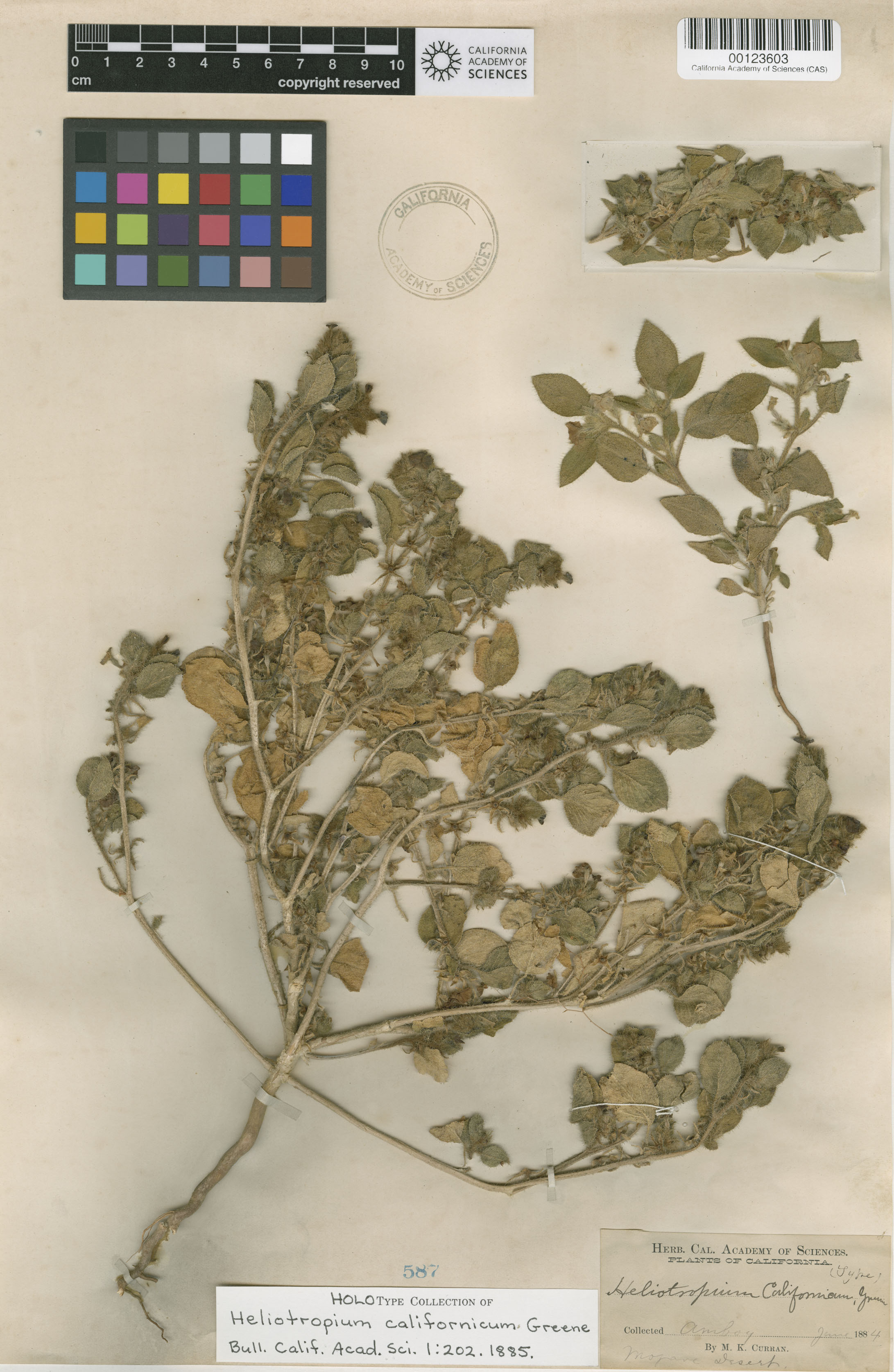 Heliotropium californicum image