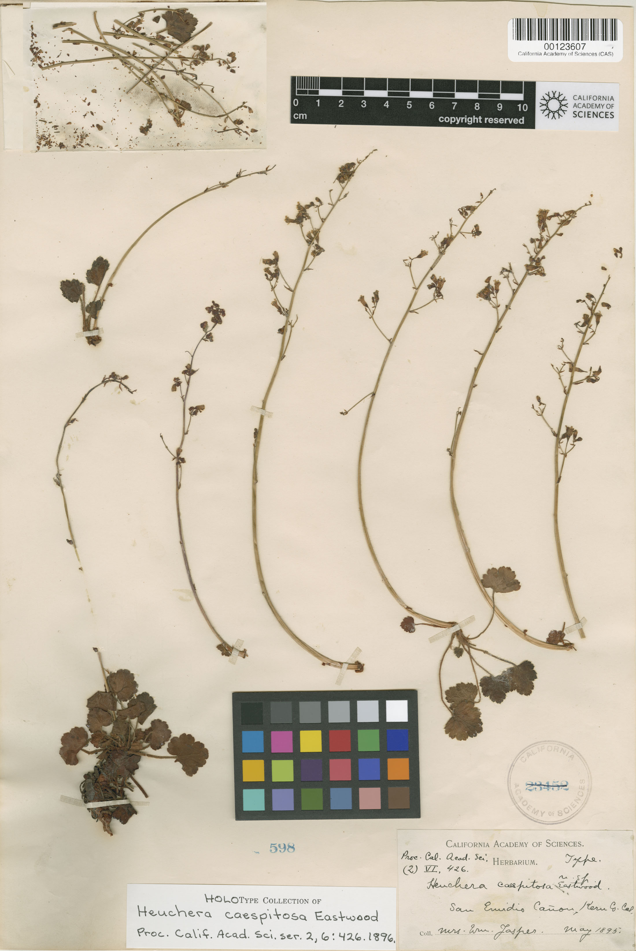 Heuchera caespitosa image