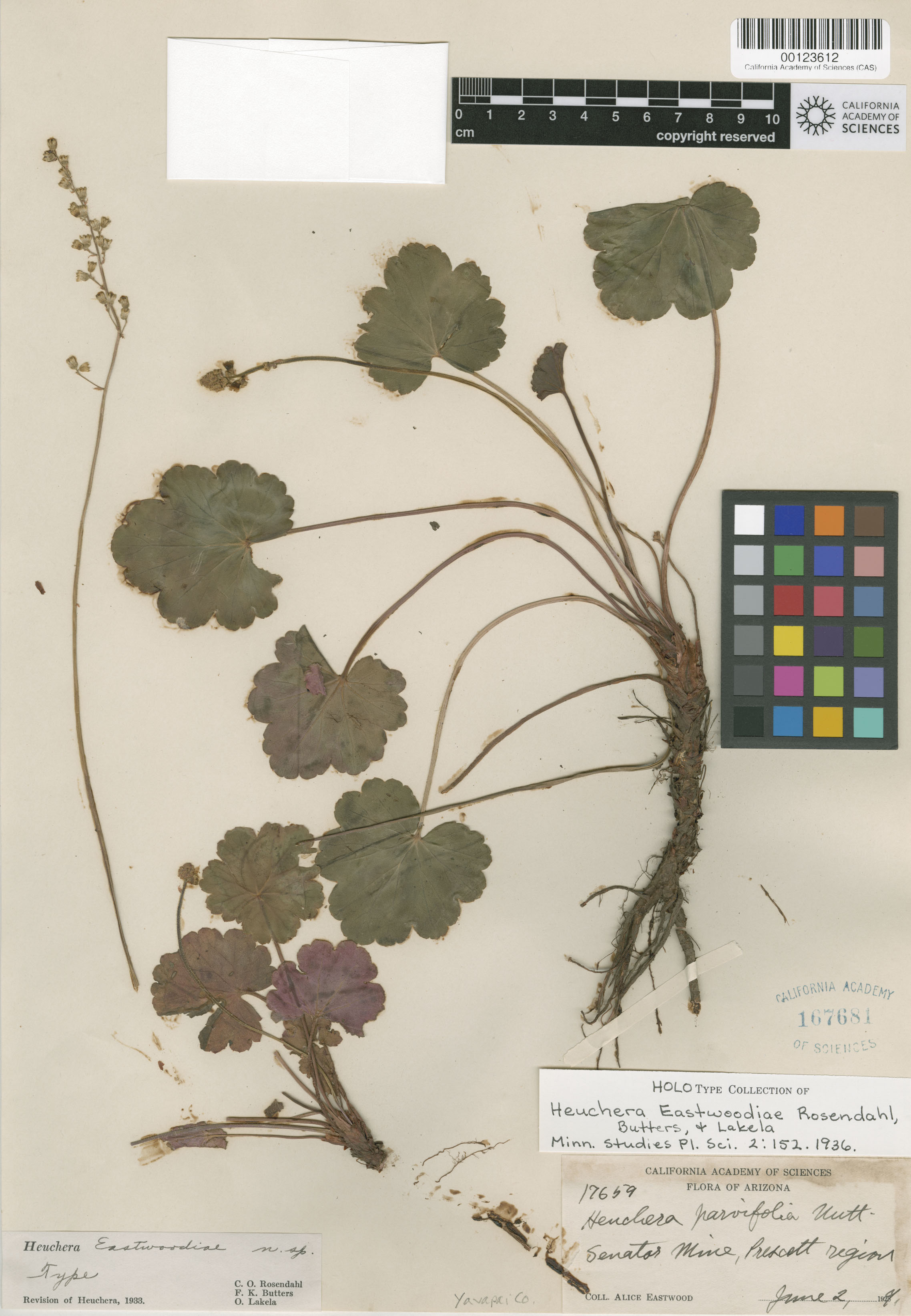 Heuchera eastwoodiae image