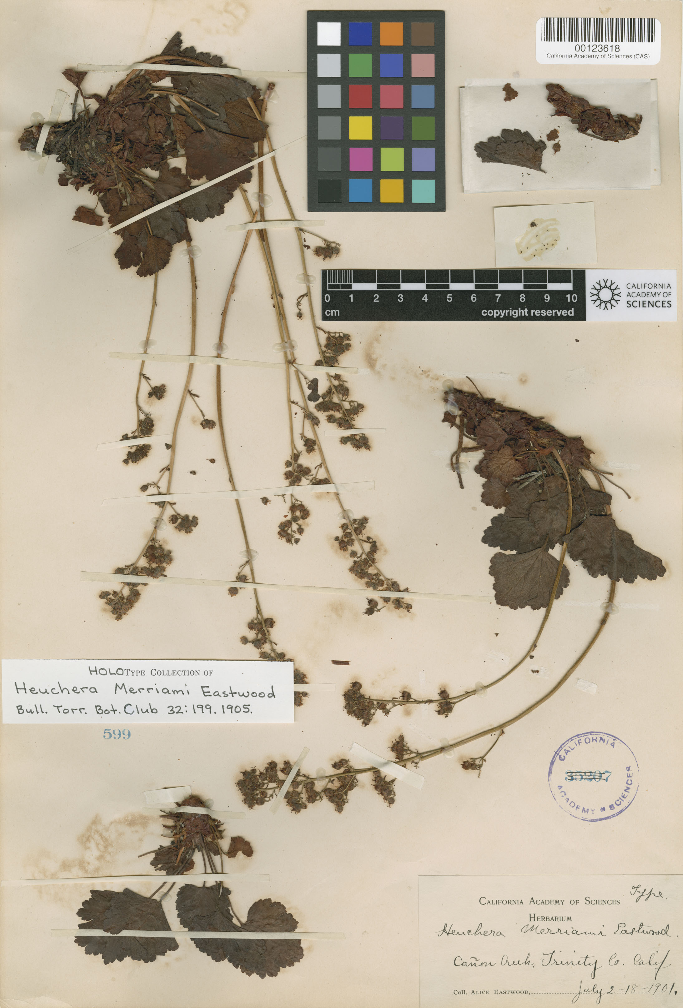 Heuchera merriamii image