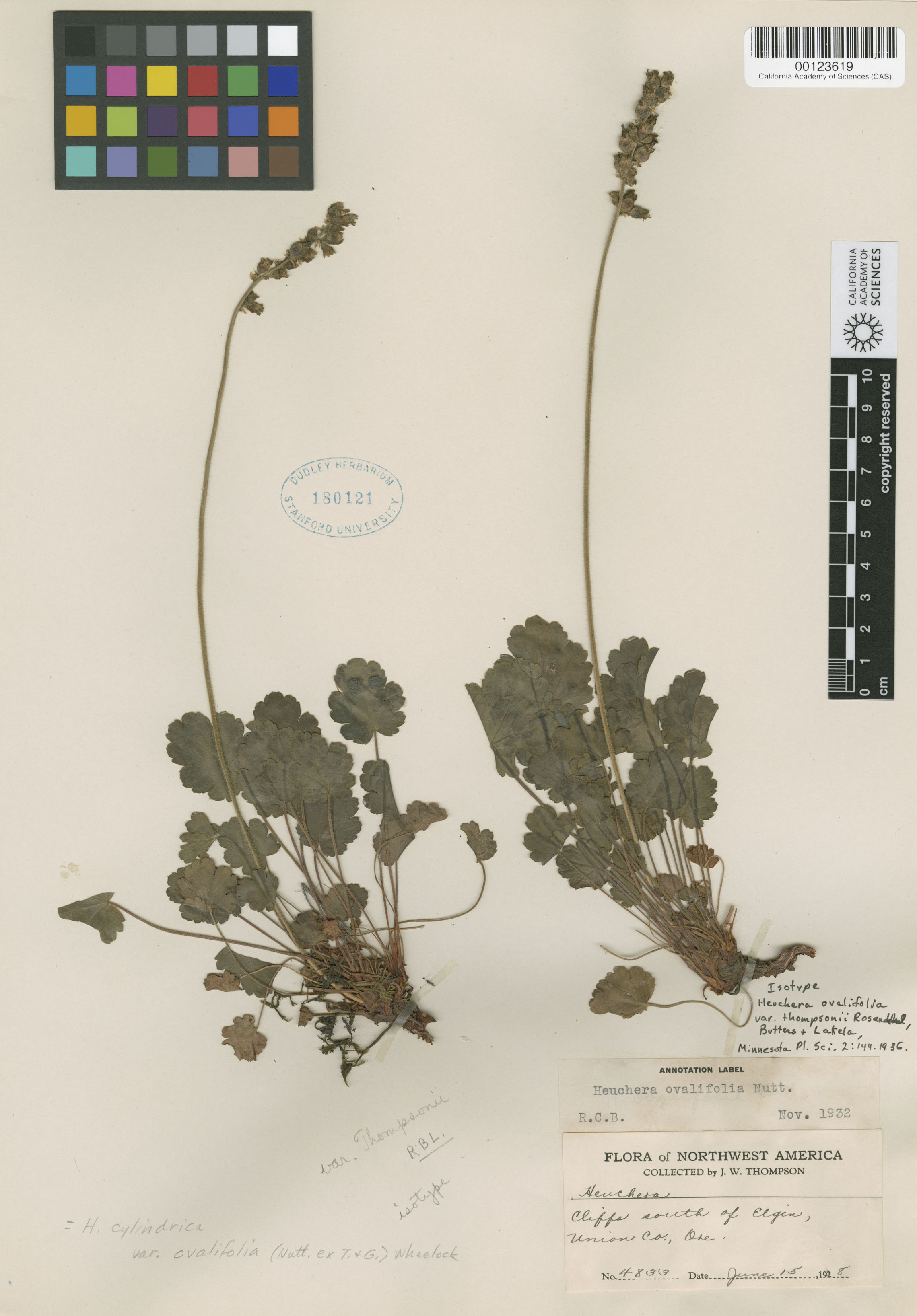 Heuchera cylindrica image