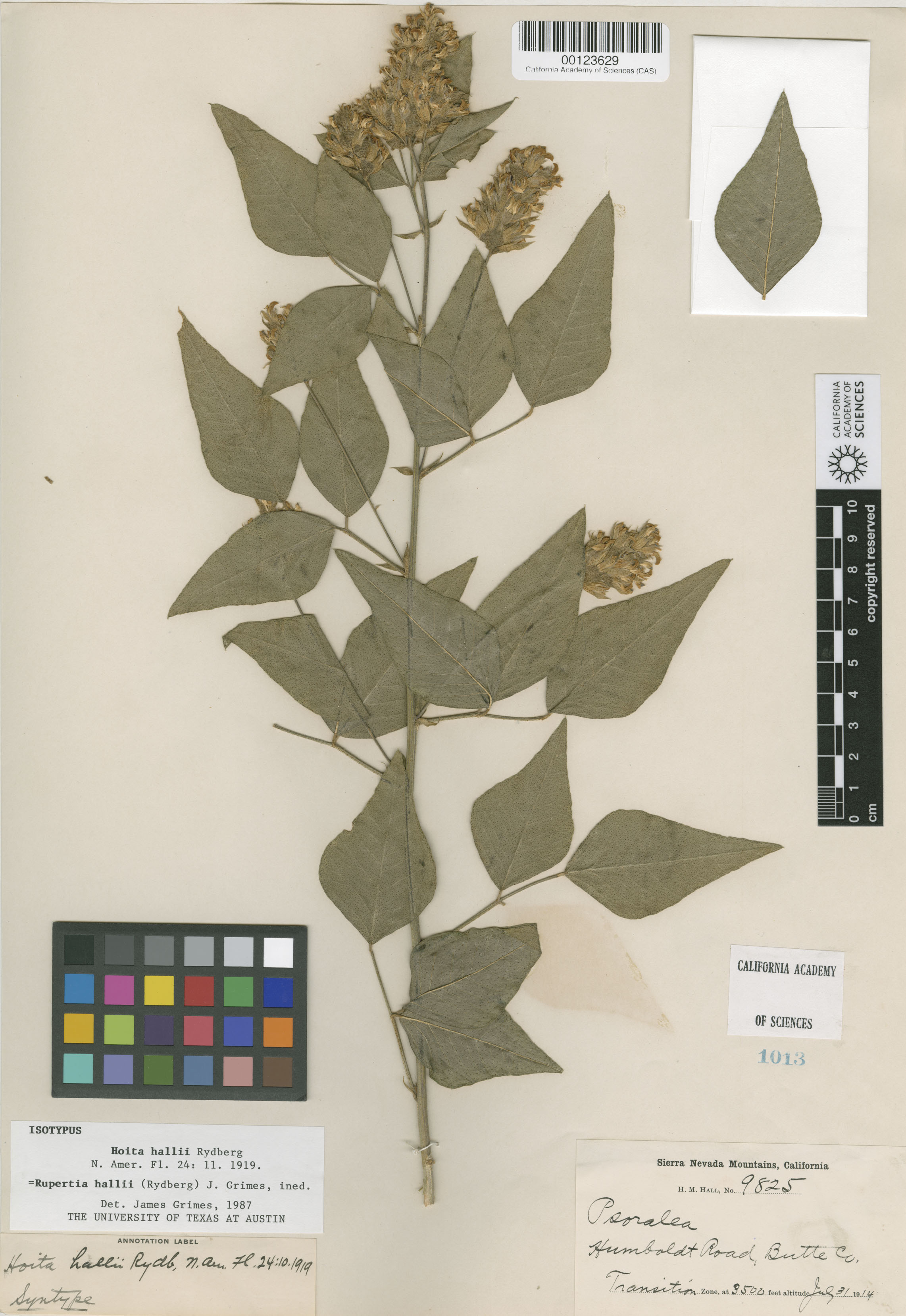 Rupertia hallii image