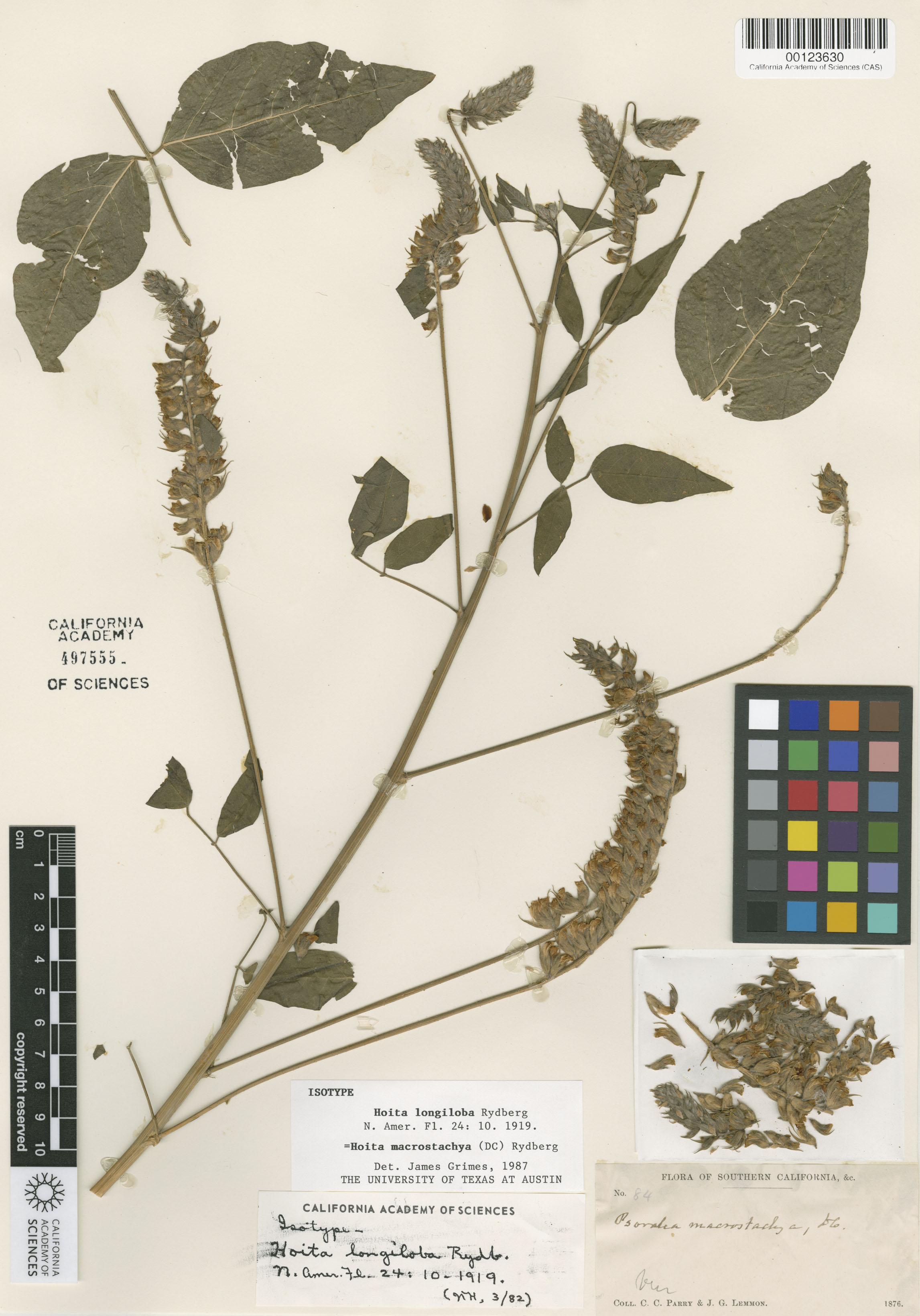 Hoita macrostachya image