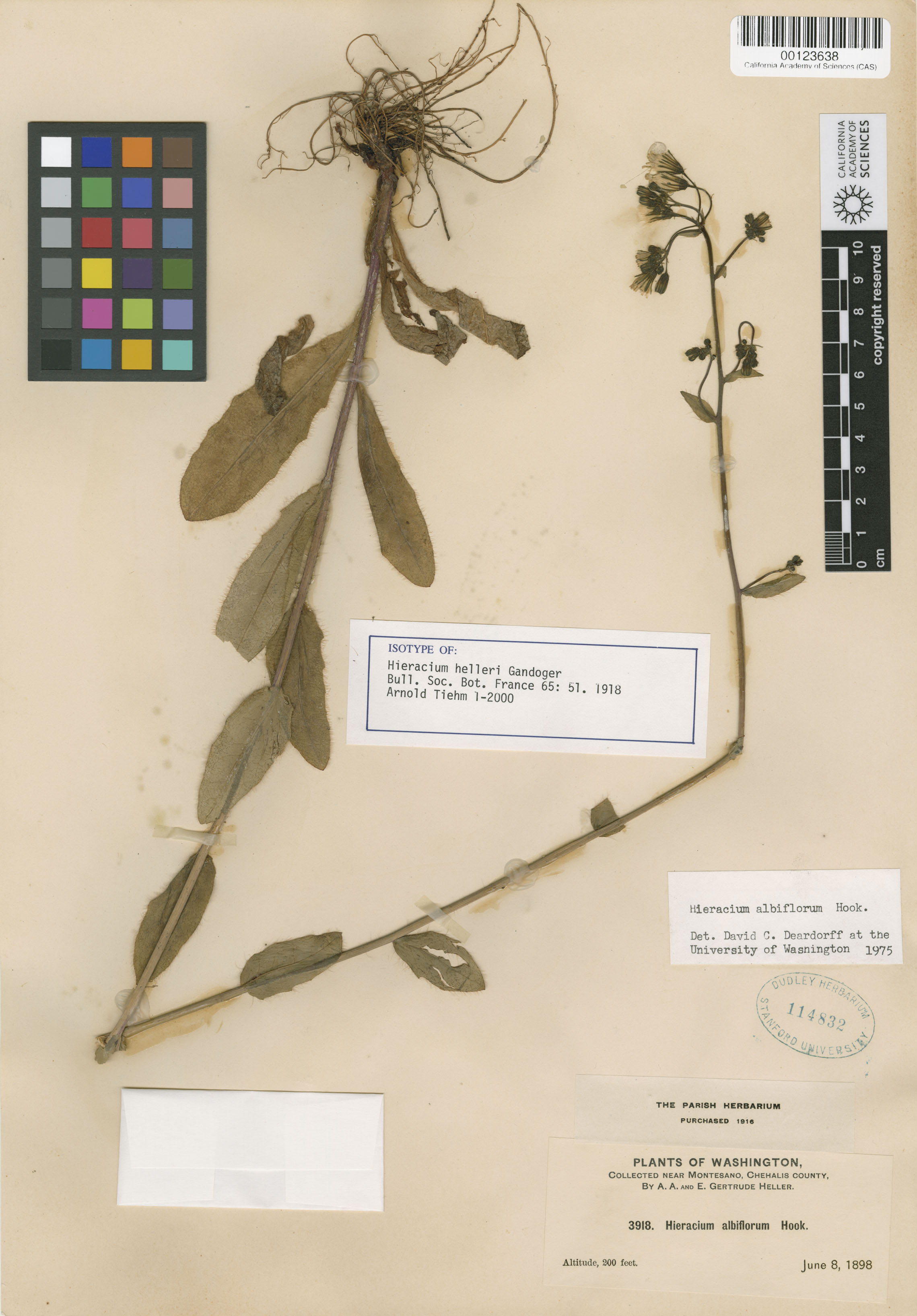 Hieracium albiflorum image