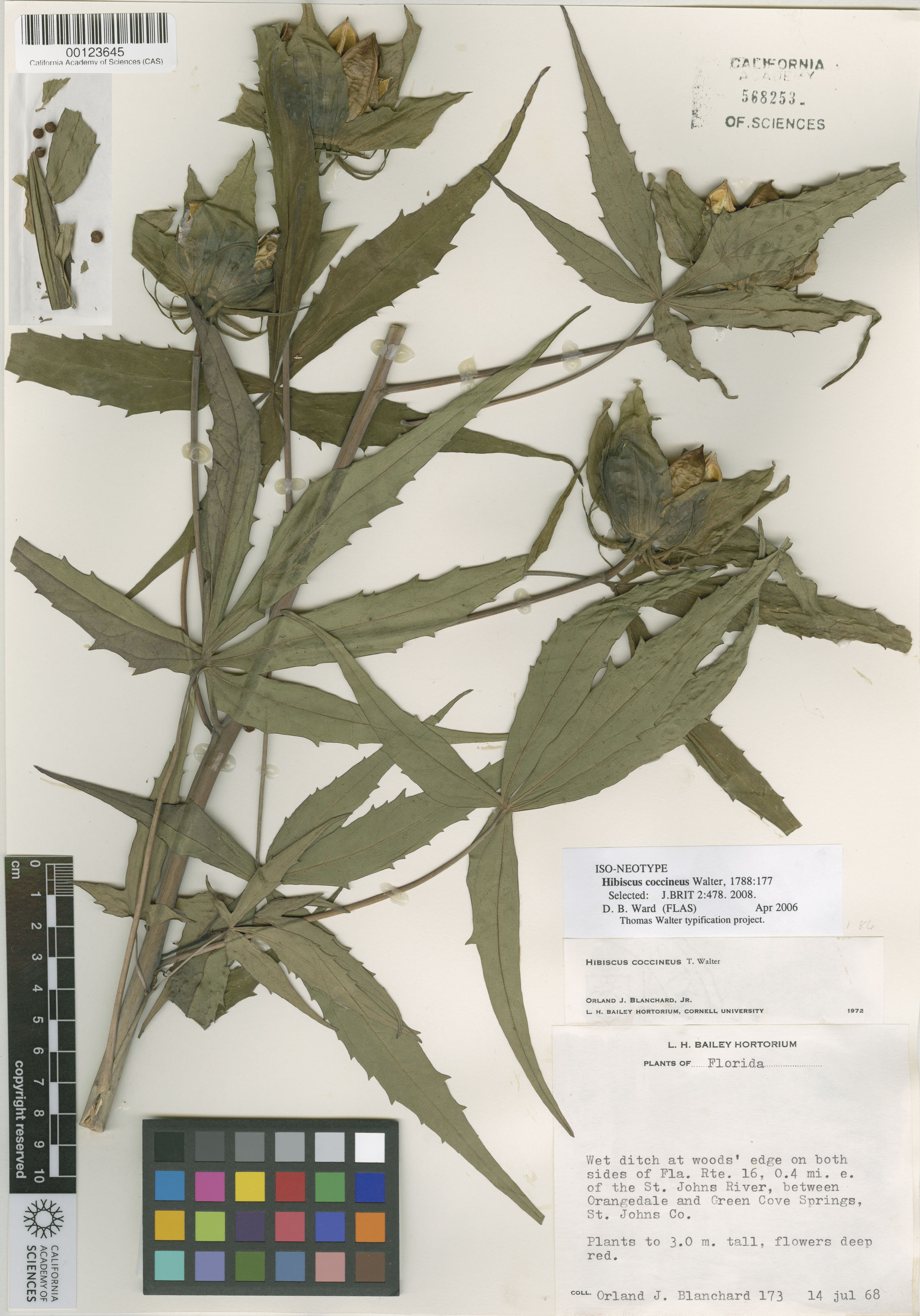 Hibiscus coccineus image