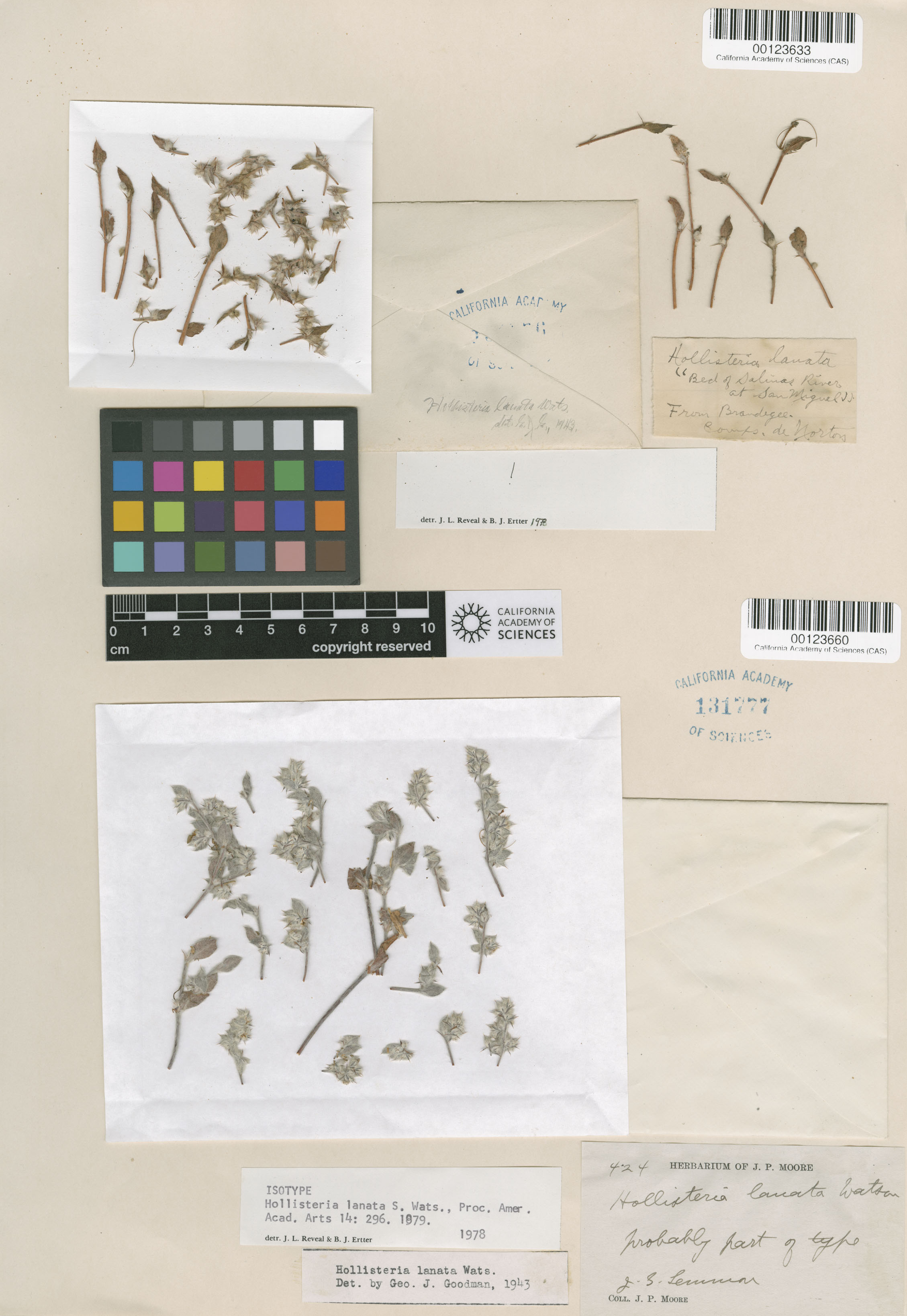 Hollisteria lanata image