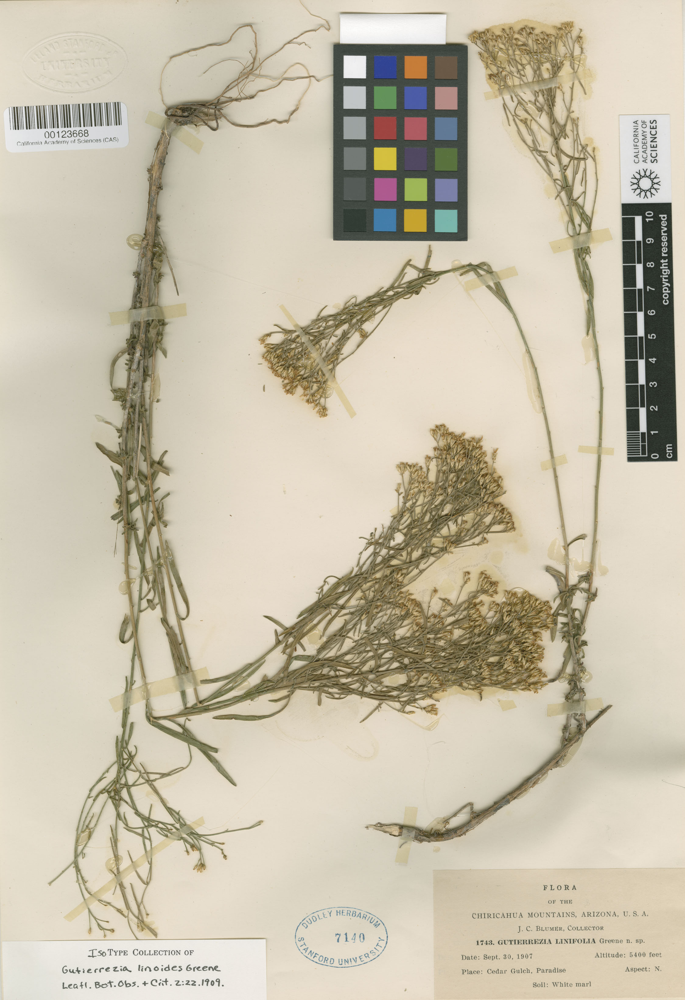 Gutierrezia sarothrae image