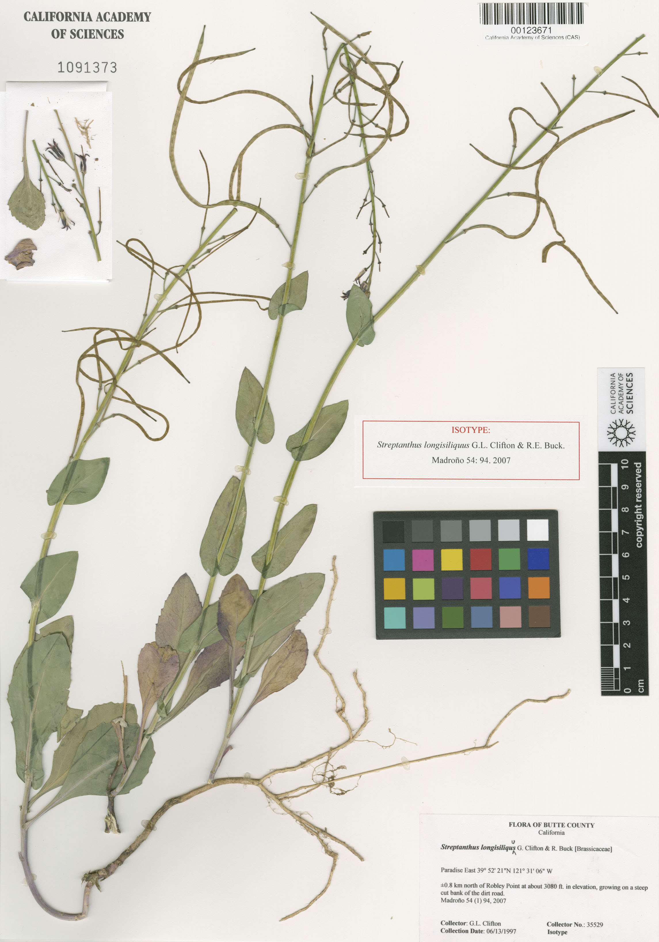 Streptanthus longisiliquus image