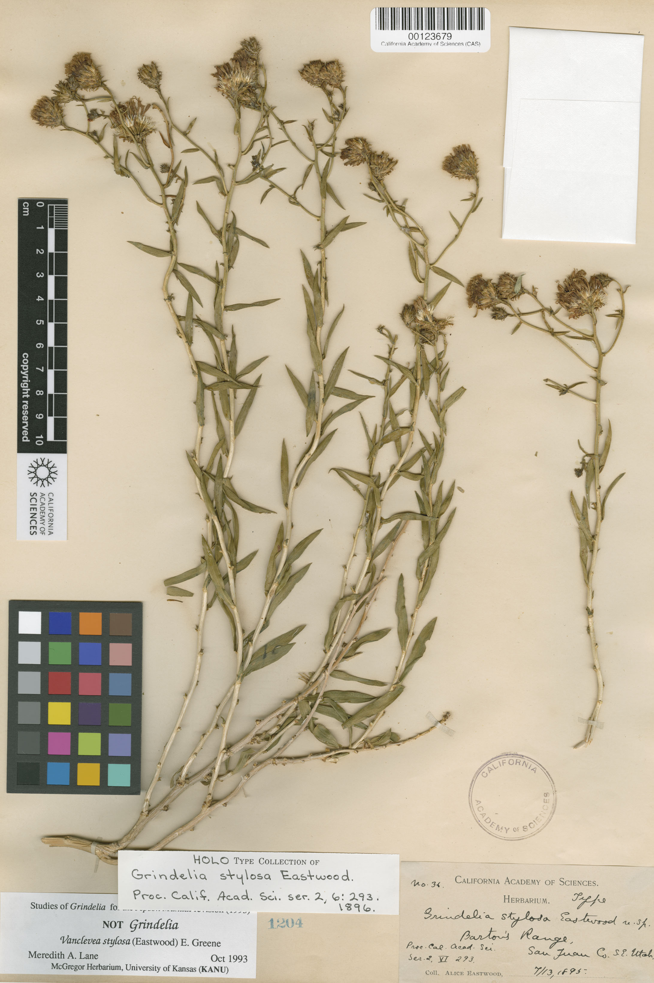 Chrysothamnus stylosus image