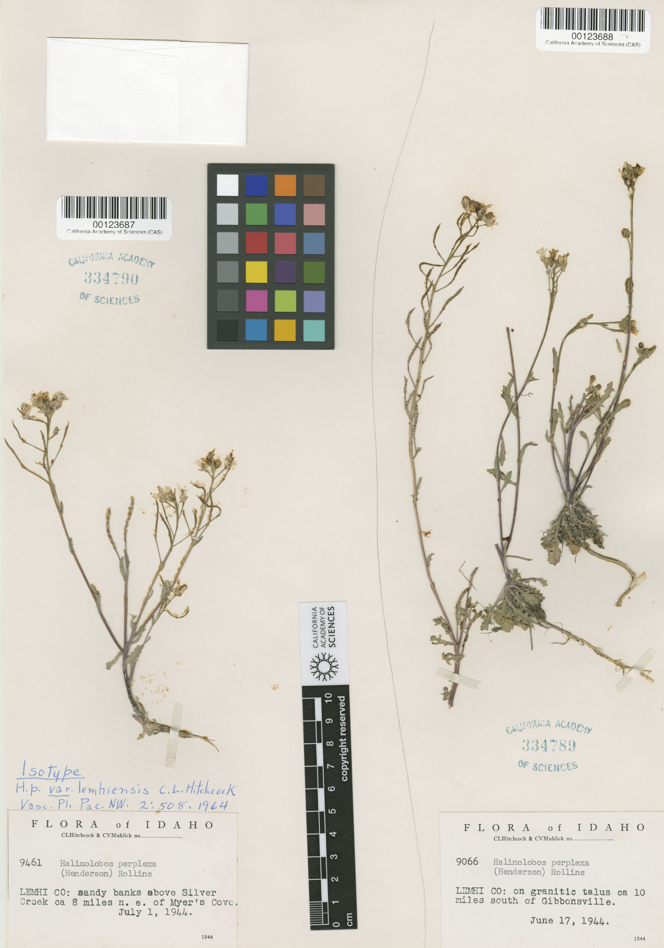 Sandbergia perplexa image