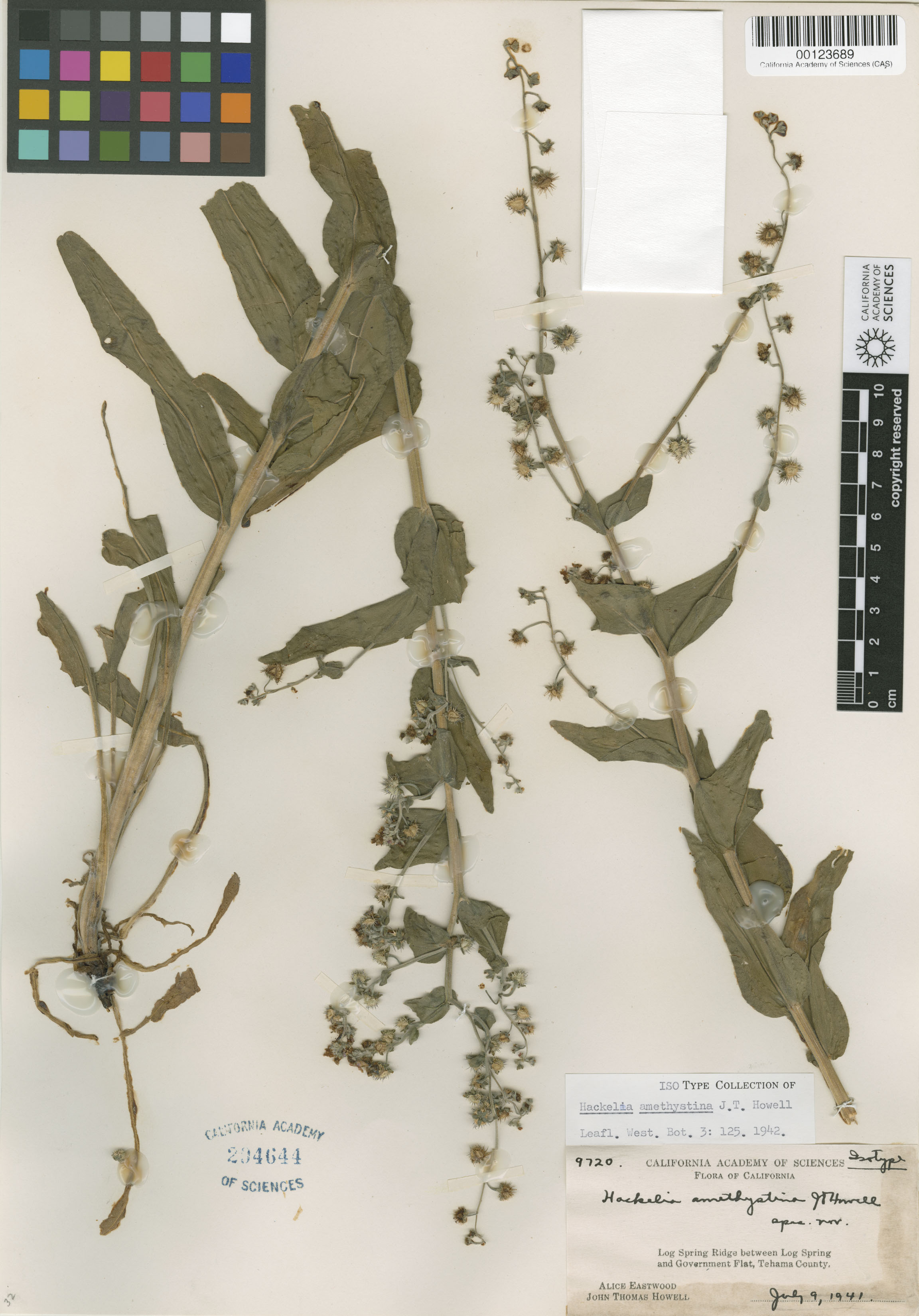 Hackelia amethystina image