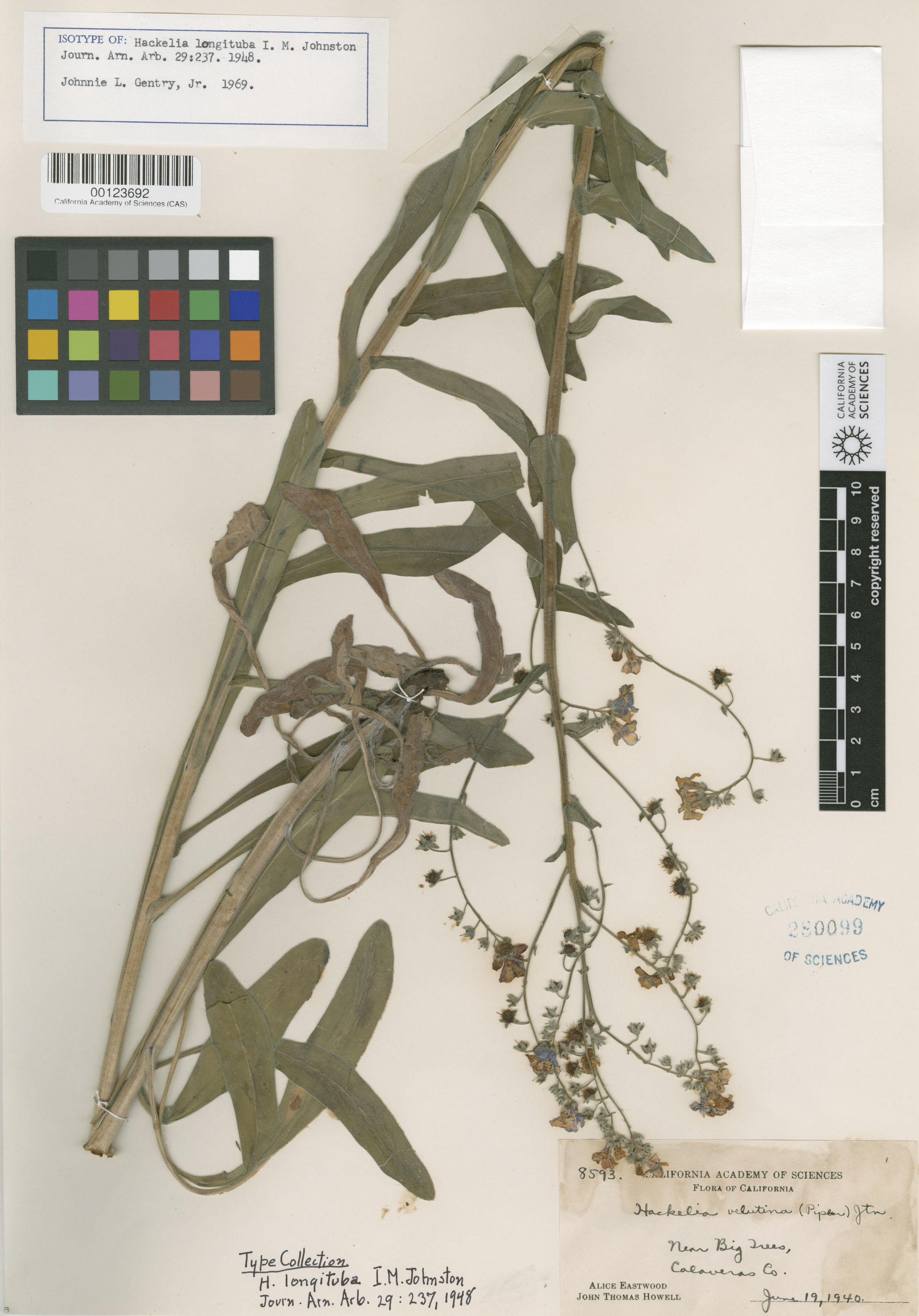 Hackelia velutina image