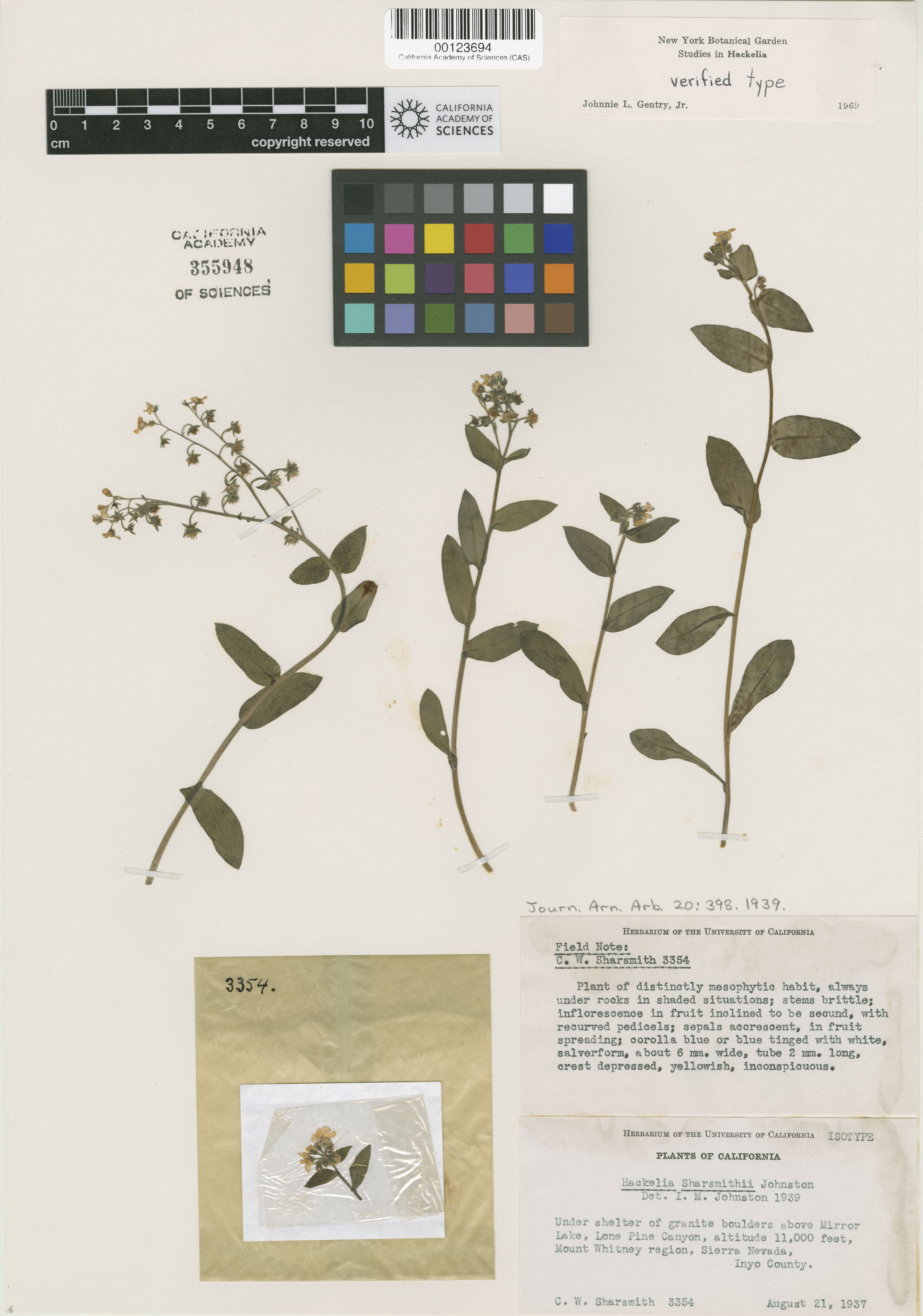 Hackelia sharsmithii image