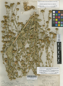 Image of Grindelia hirsutula