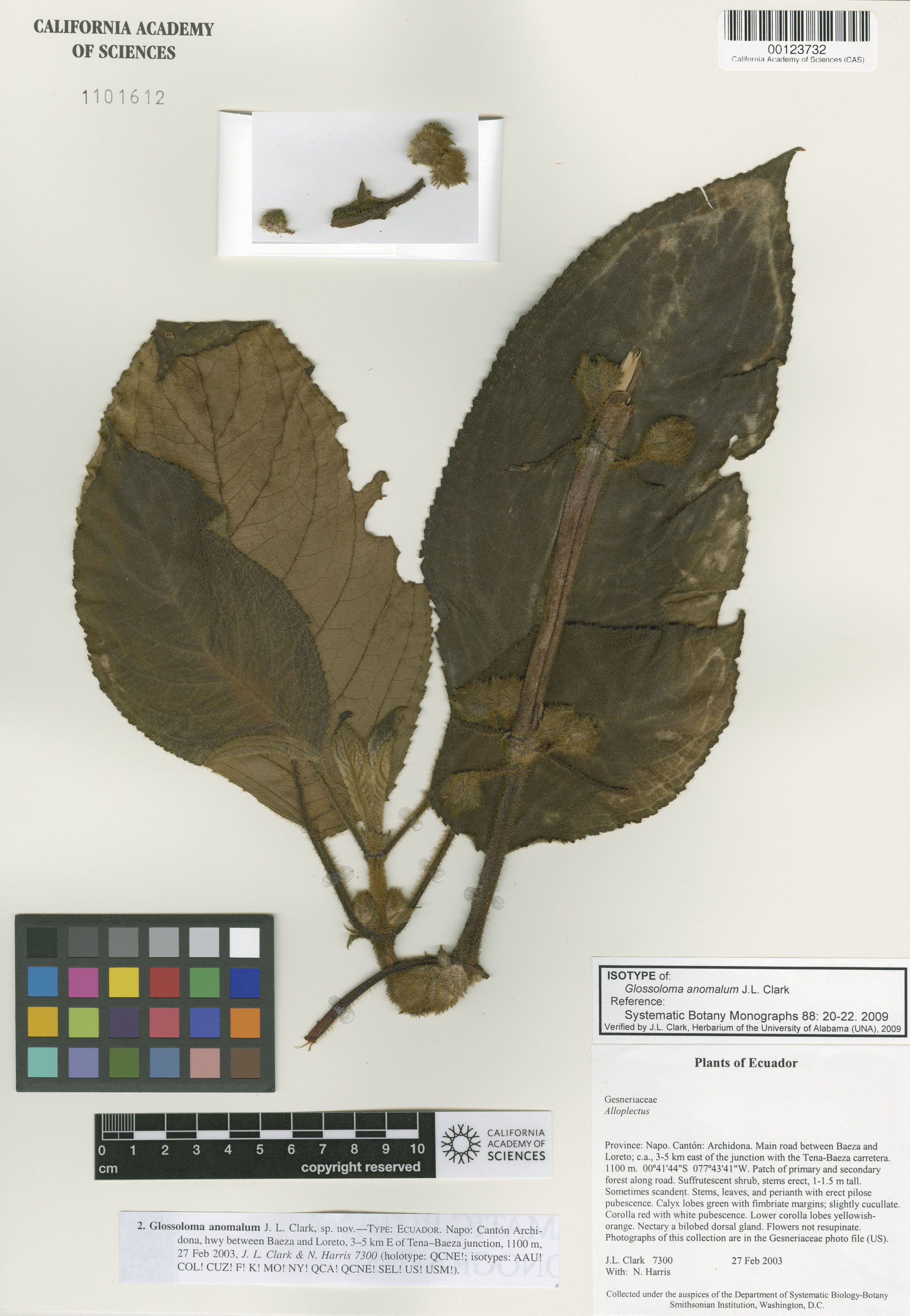 Glossoloma anomalum image