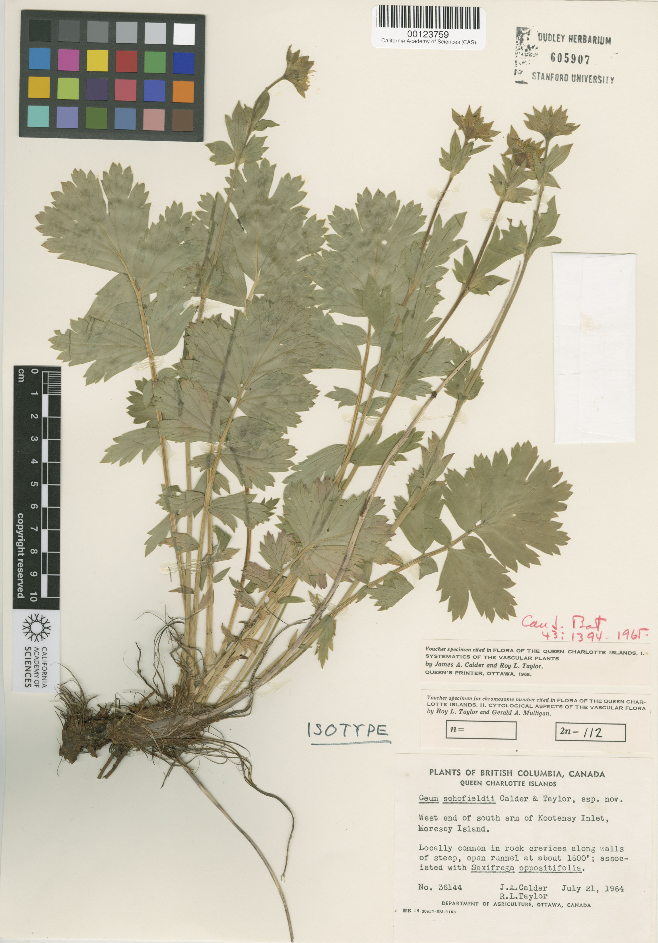 Geum schofieldii image