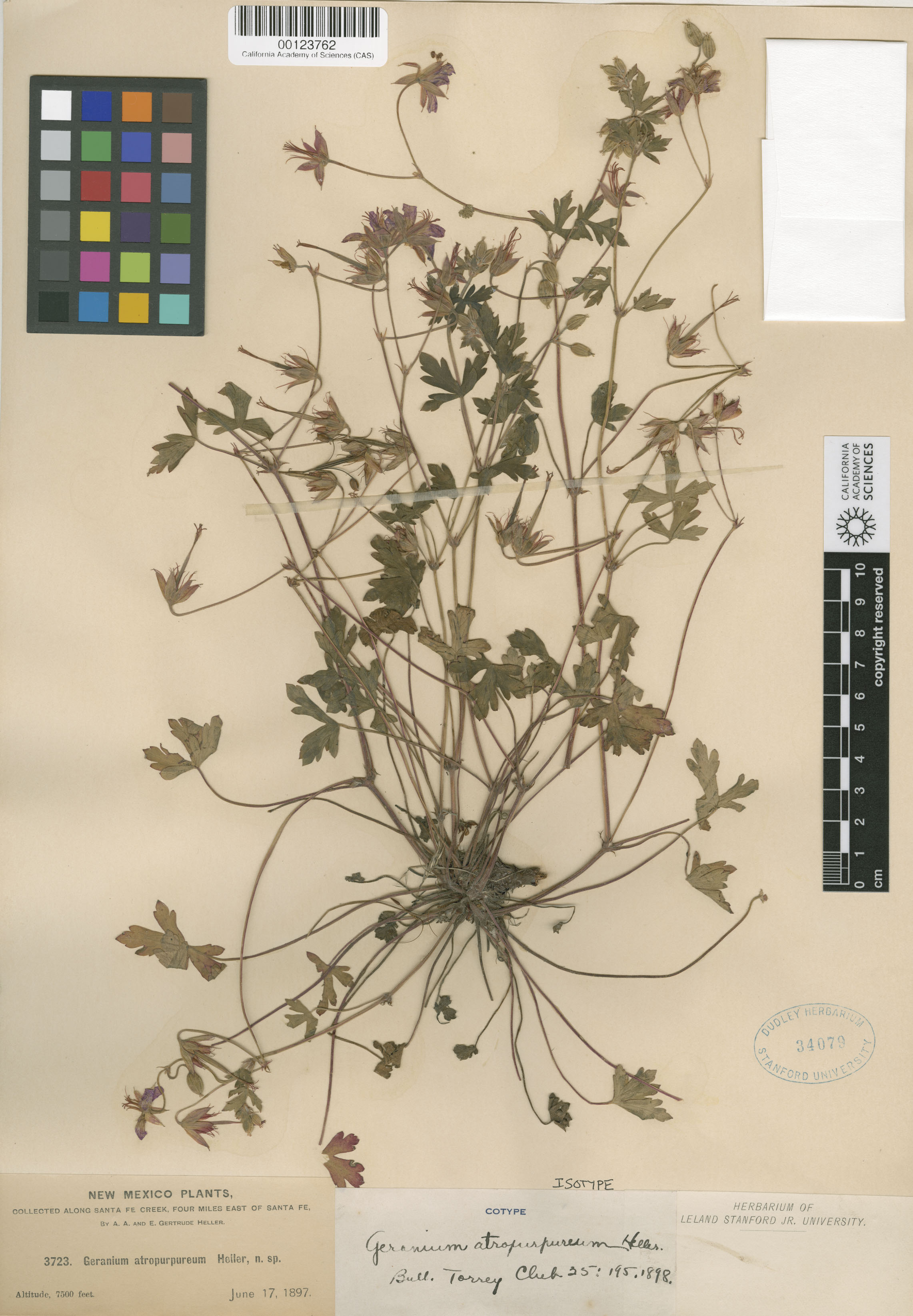 Geranium caespitosum image