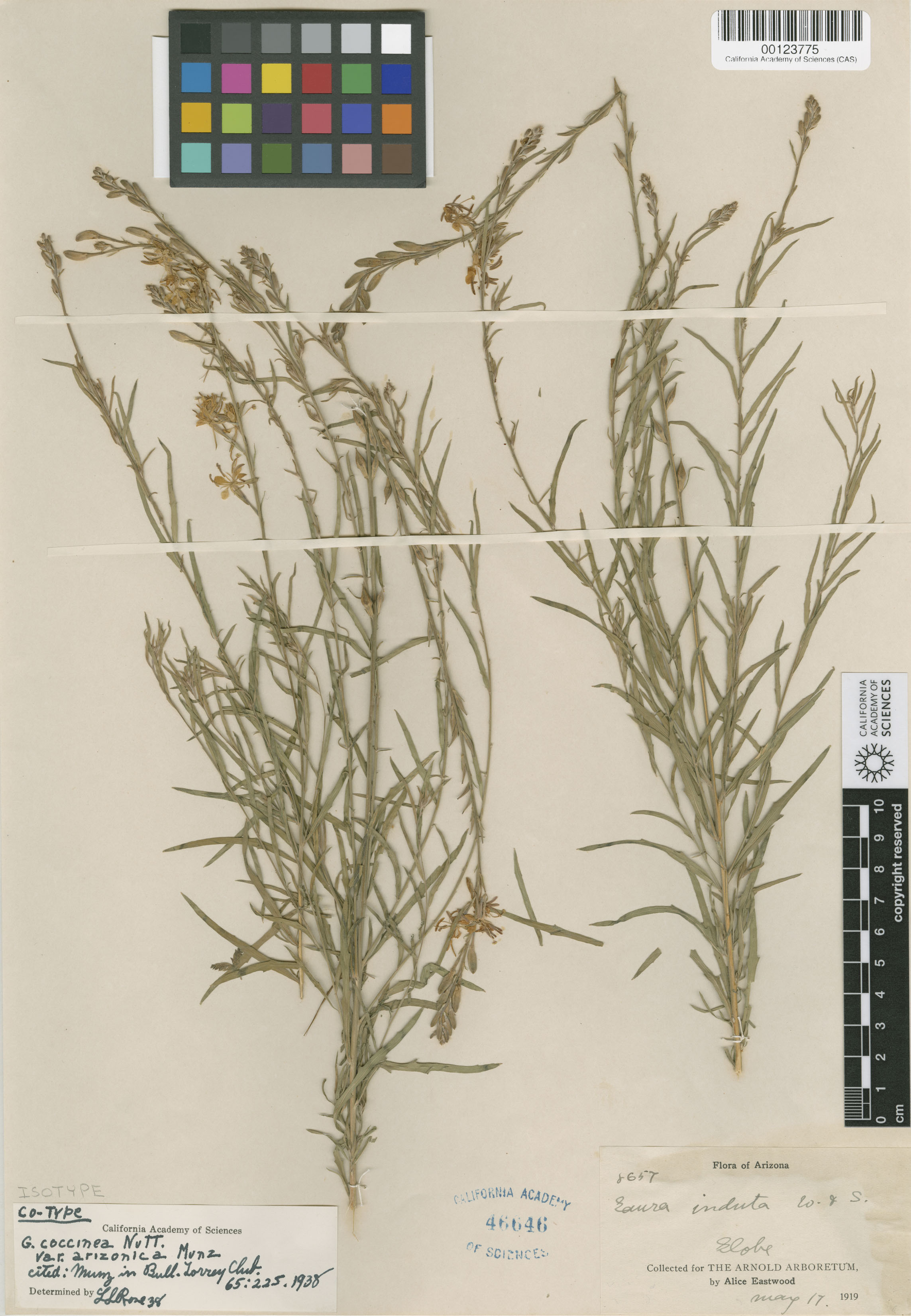 Oenothera suffrutescens image