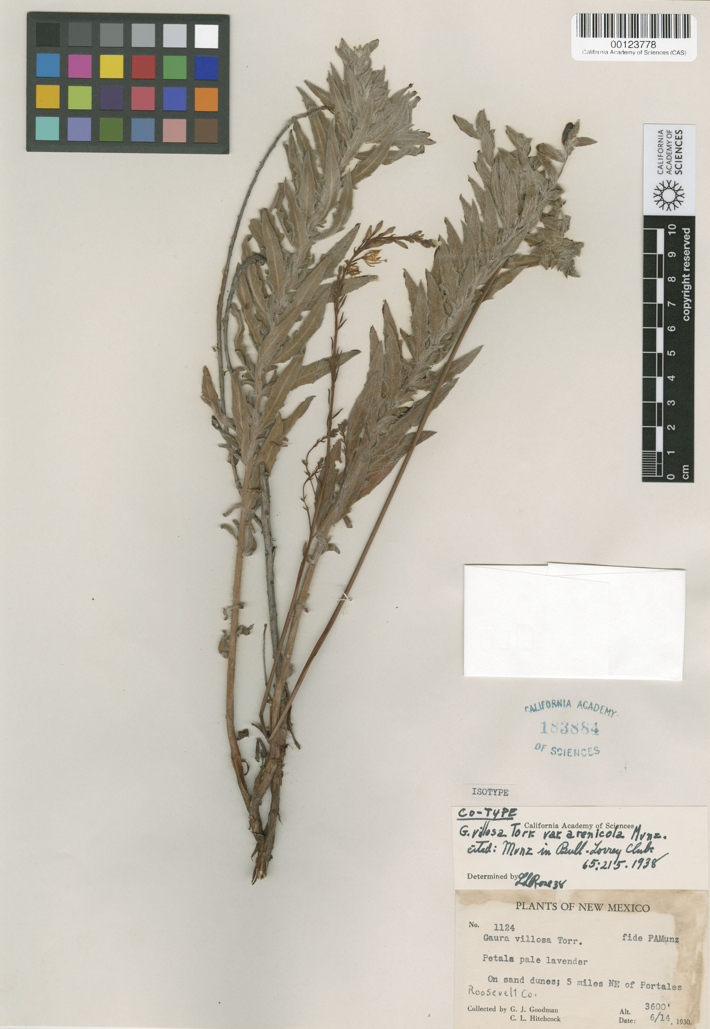 Oenothera cinerea image