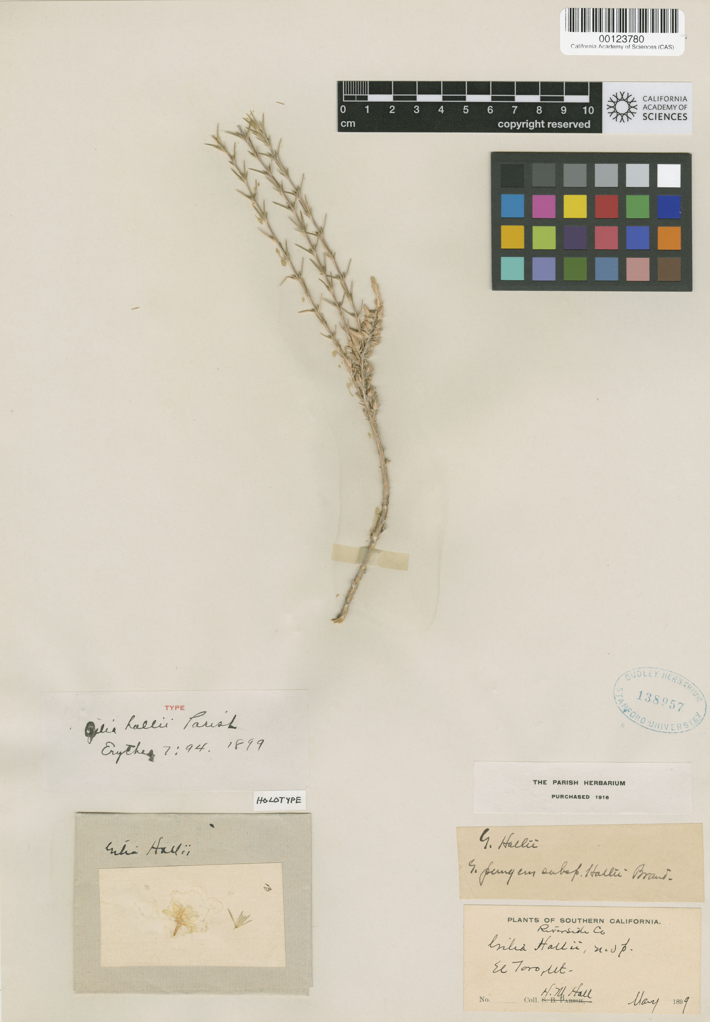 Linanthus pungens image