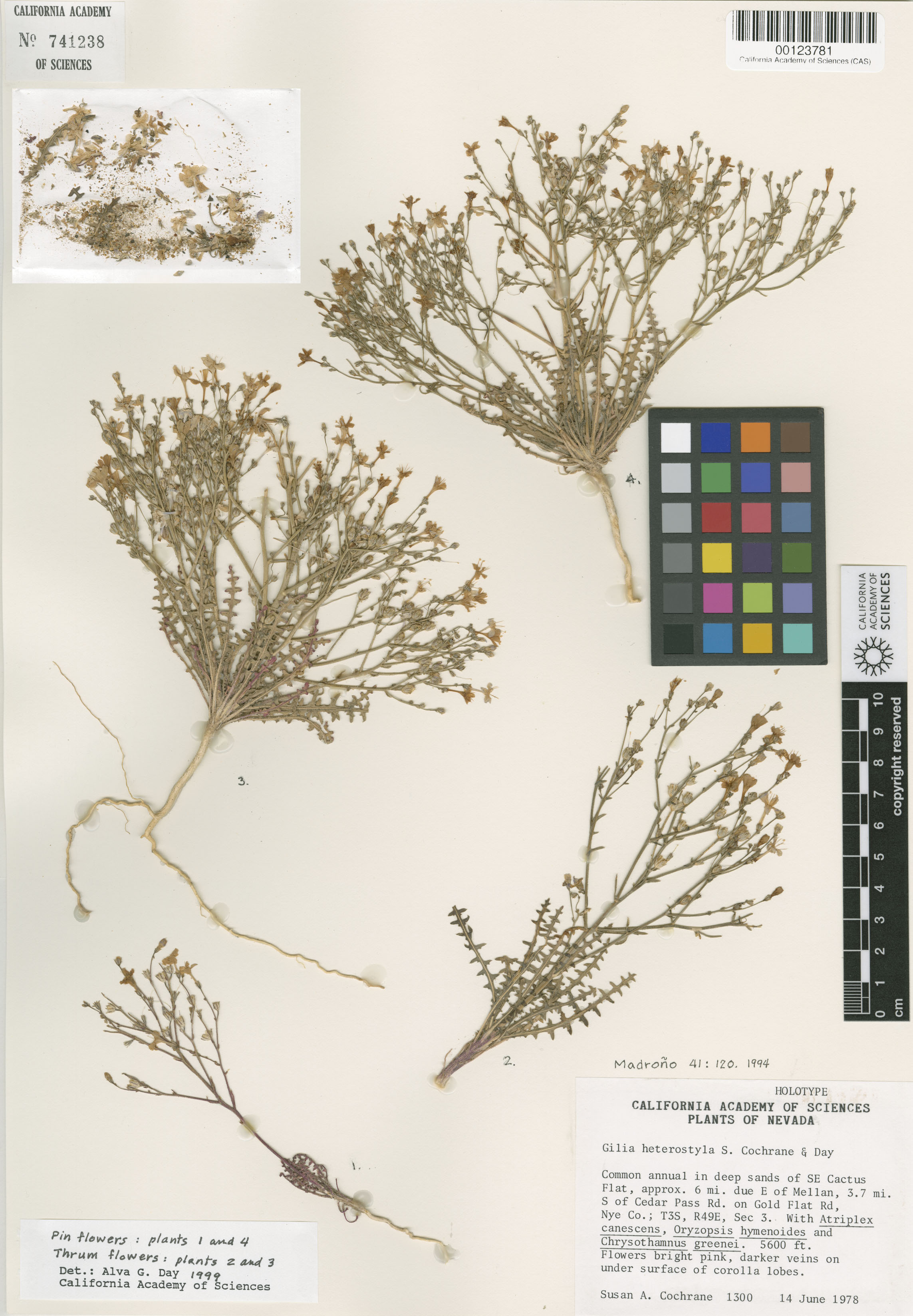 Aliciella heterostyla image