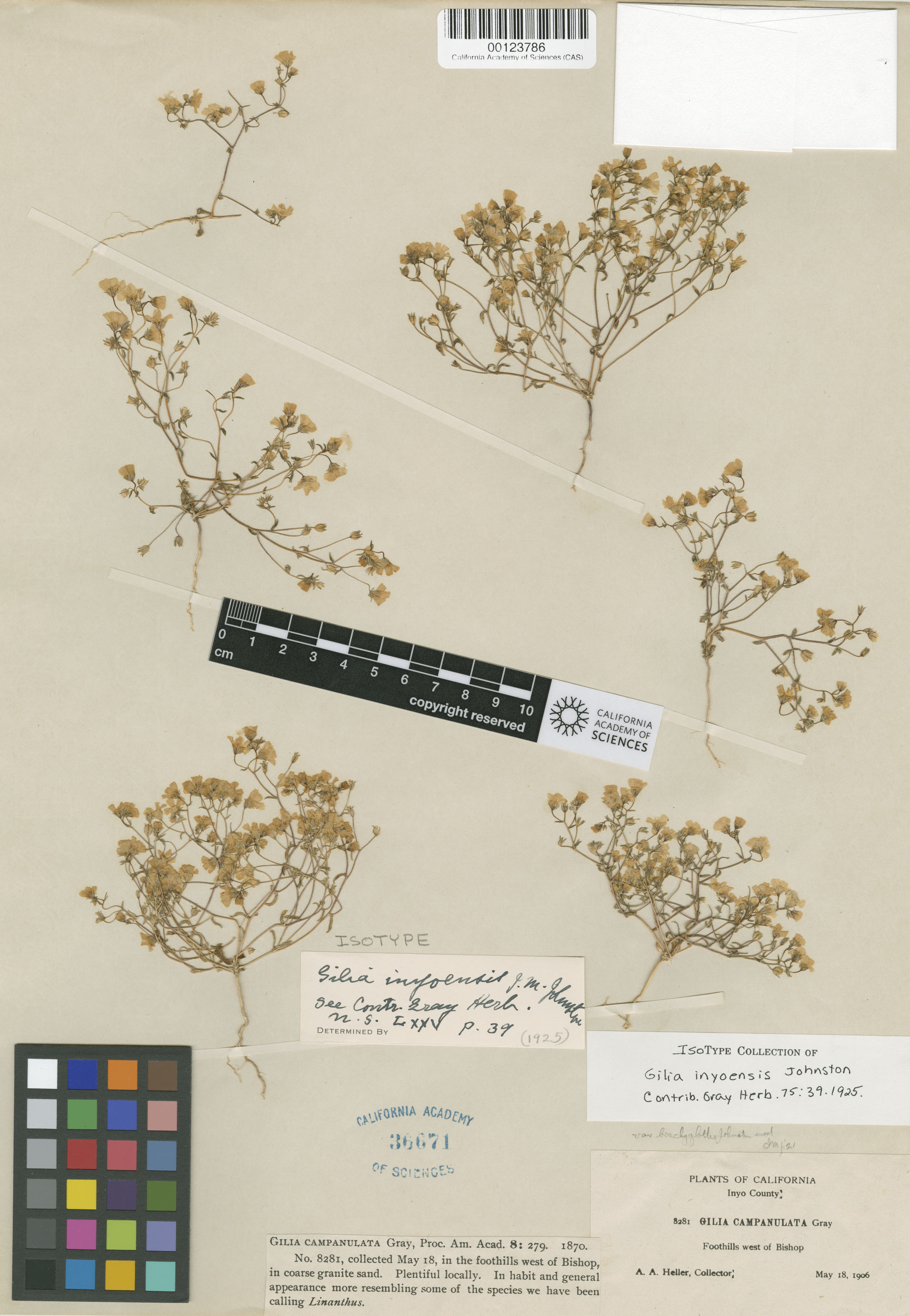 Linanthus inyoensis image