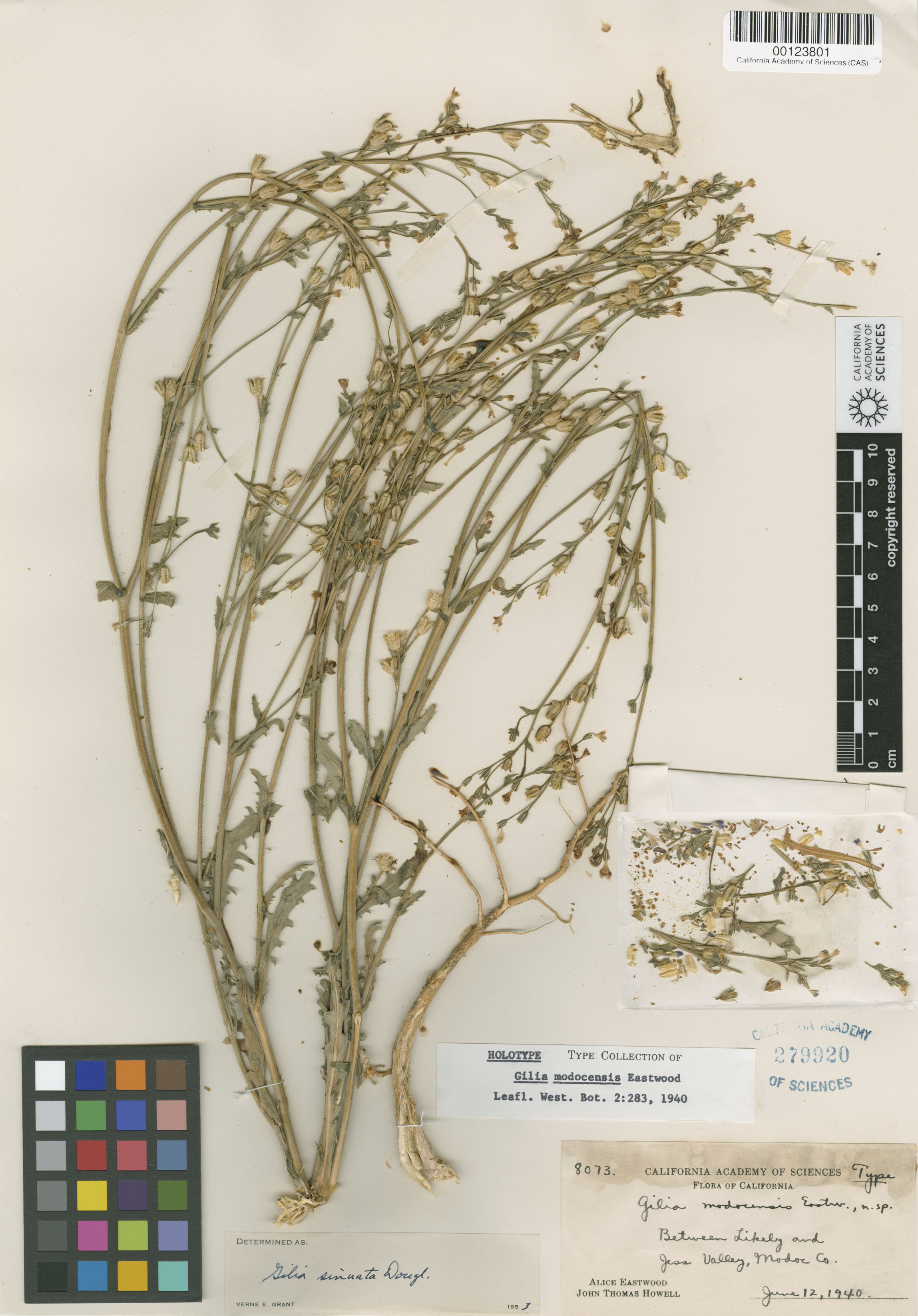 Gilia modocensis image