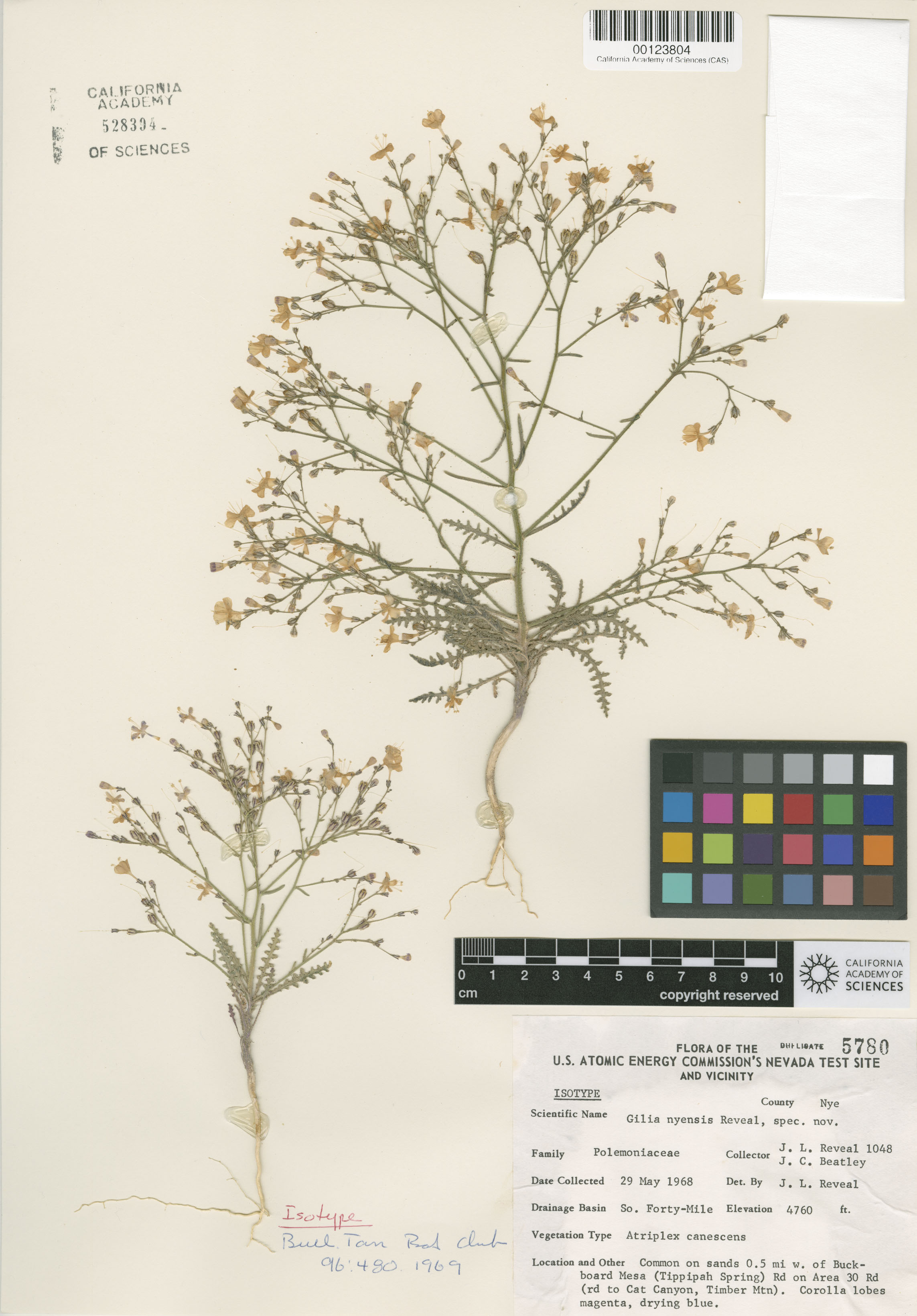 Aliciella nyensis image