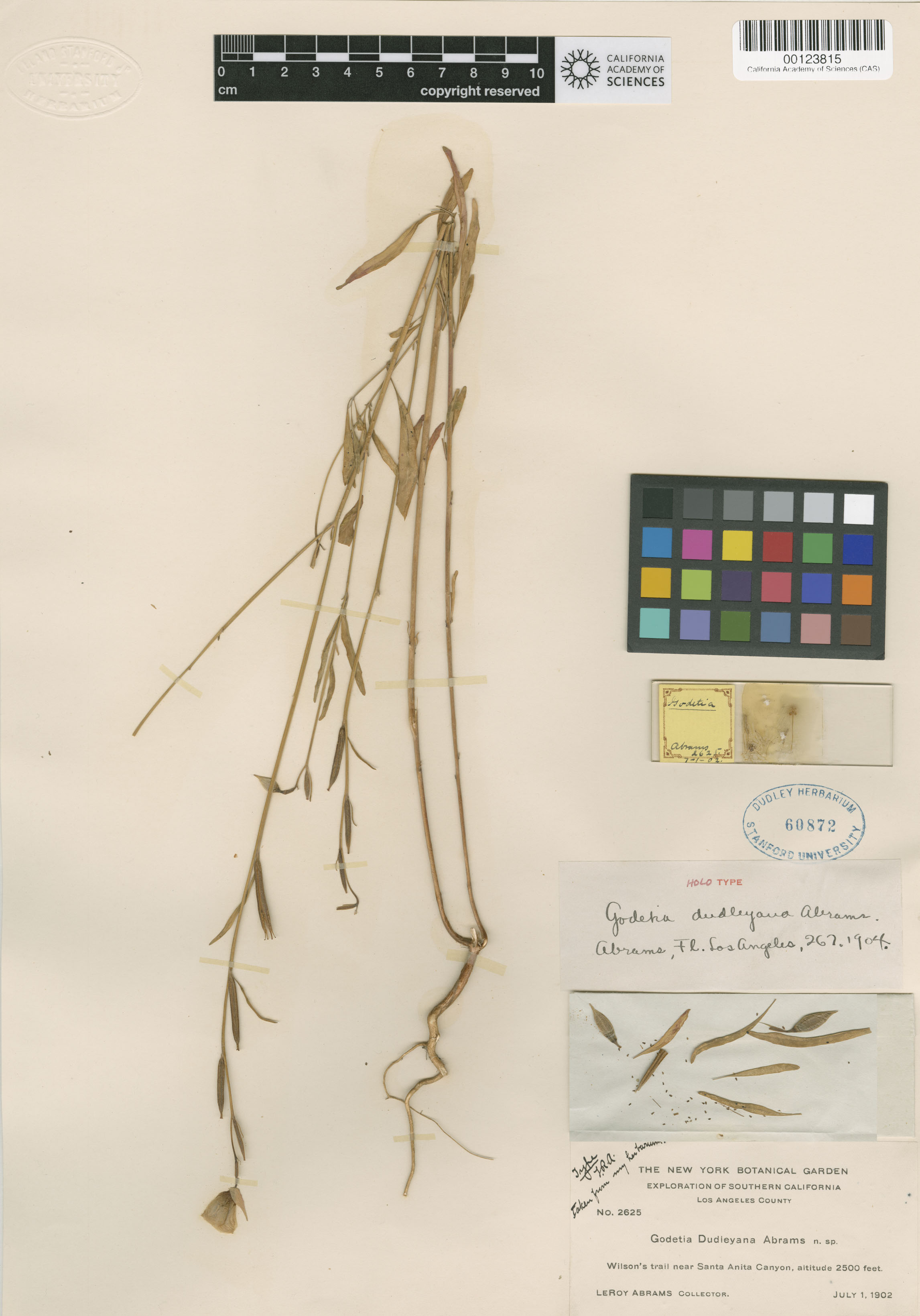 Clarkia dudleyana image