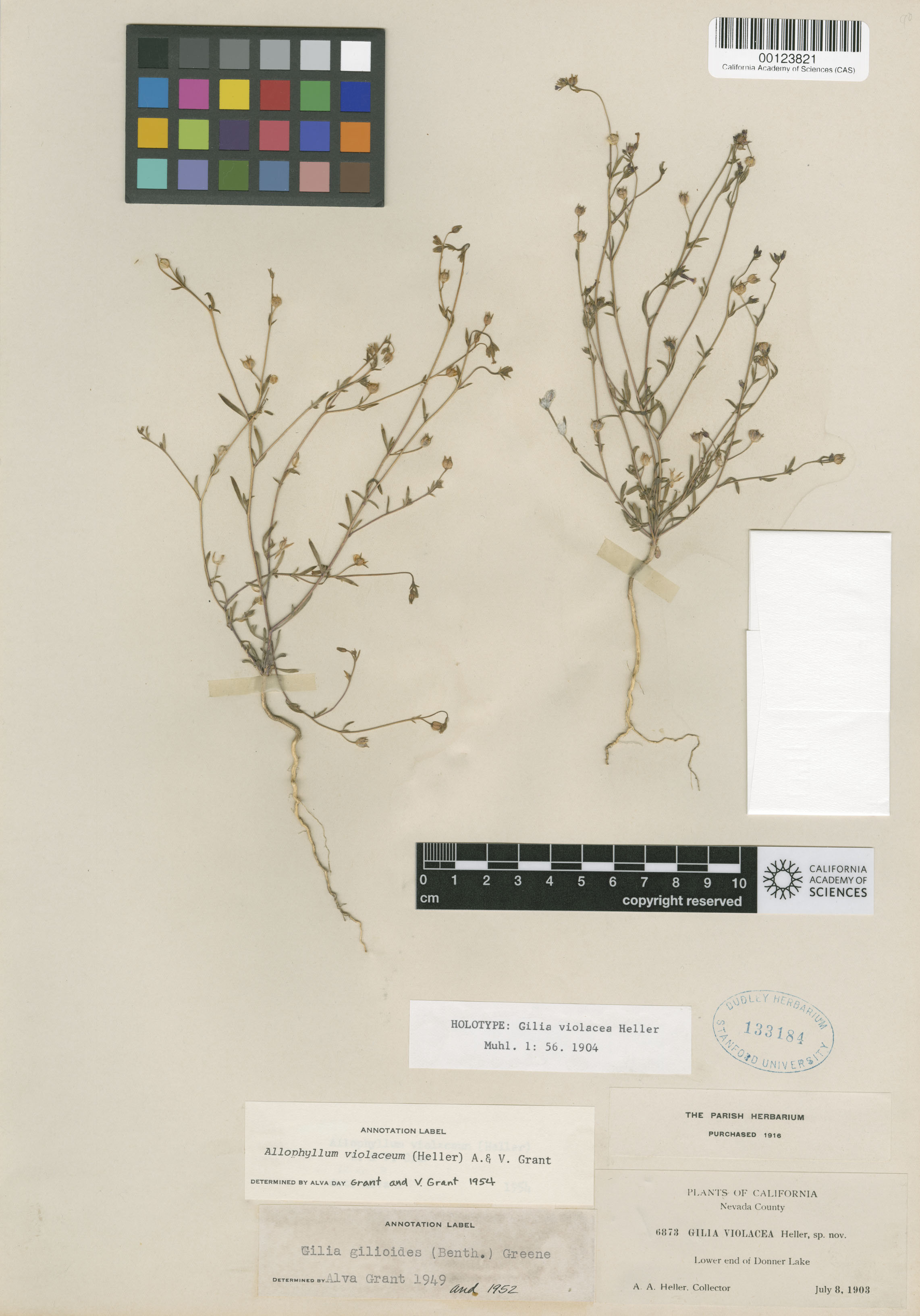 Allophyllum gilioides image