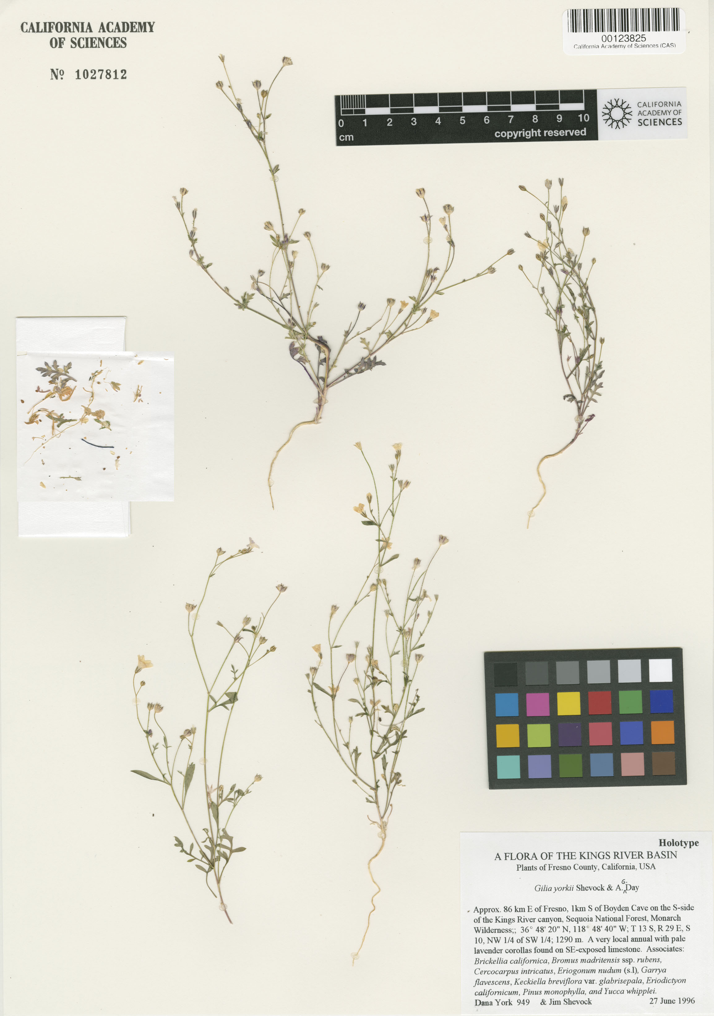 Gilia yorkii image
