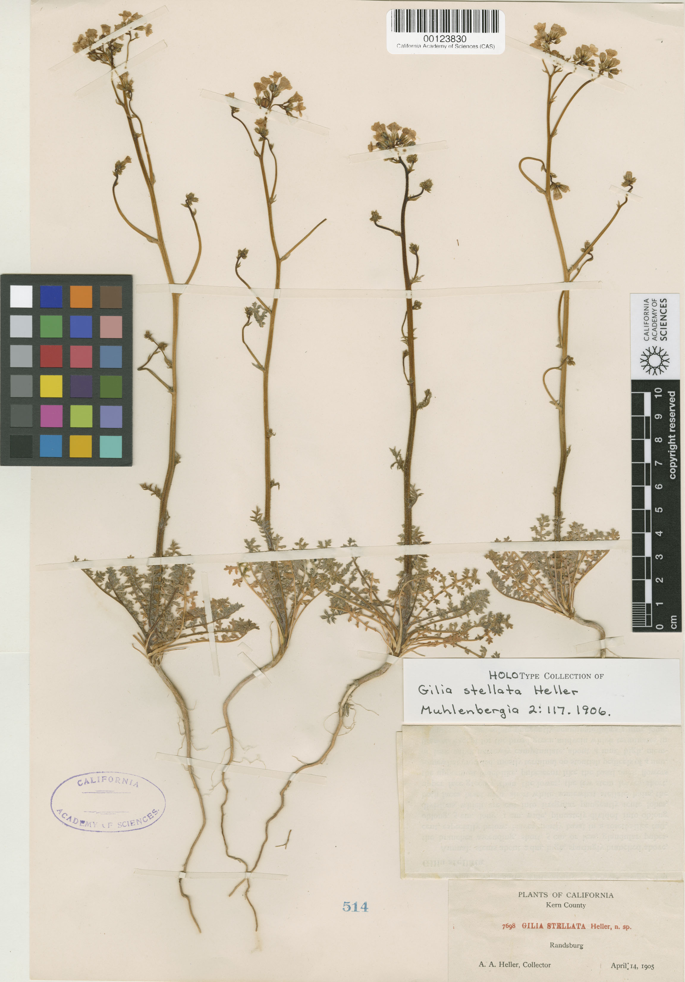 Gilia image