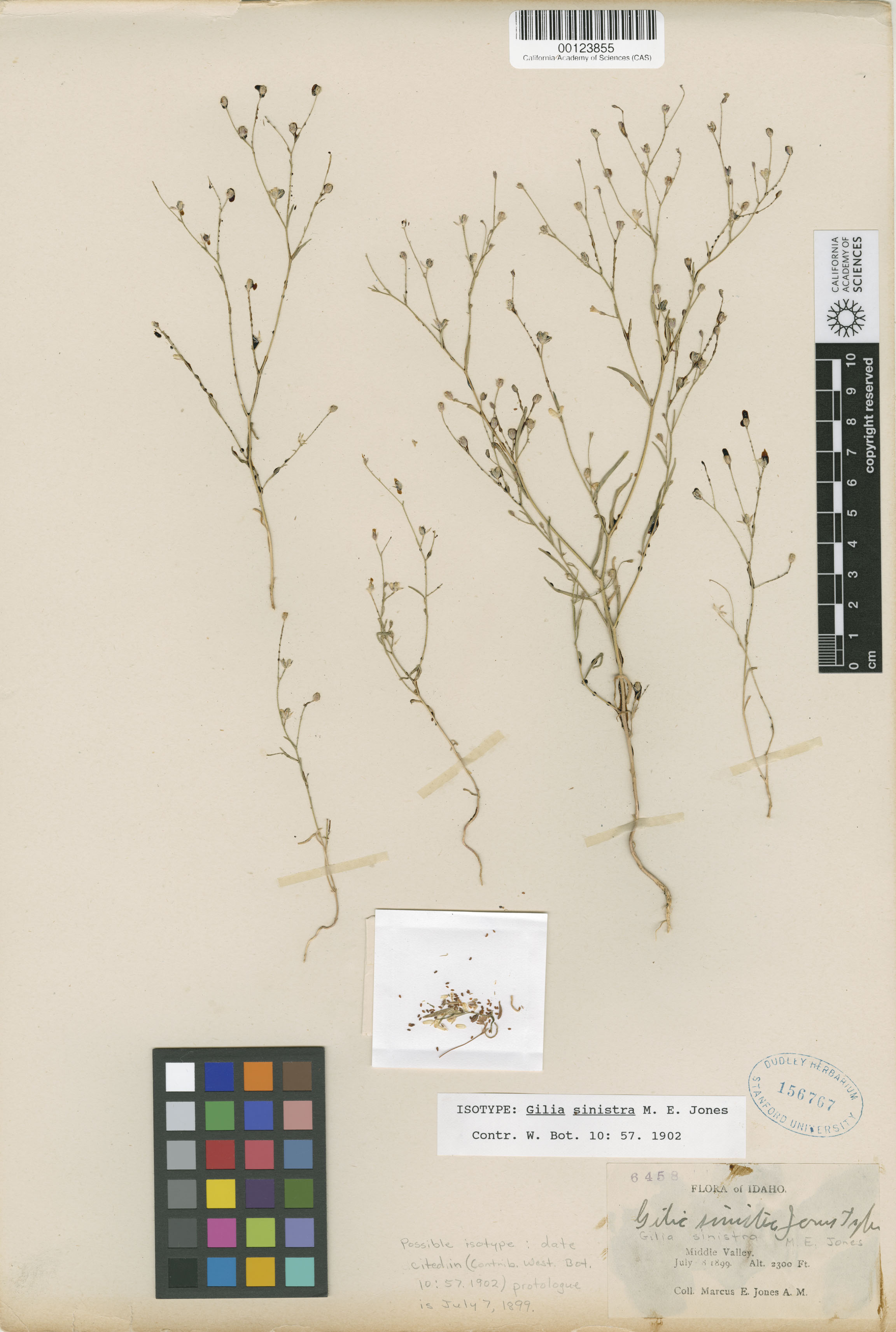 Navarretia sinistra ssp. sinistra image