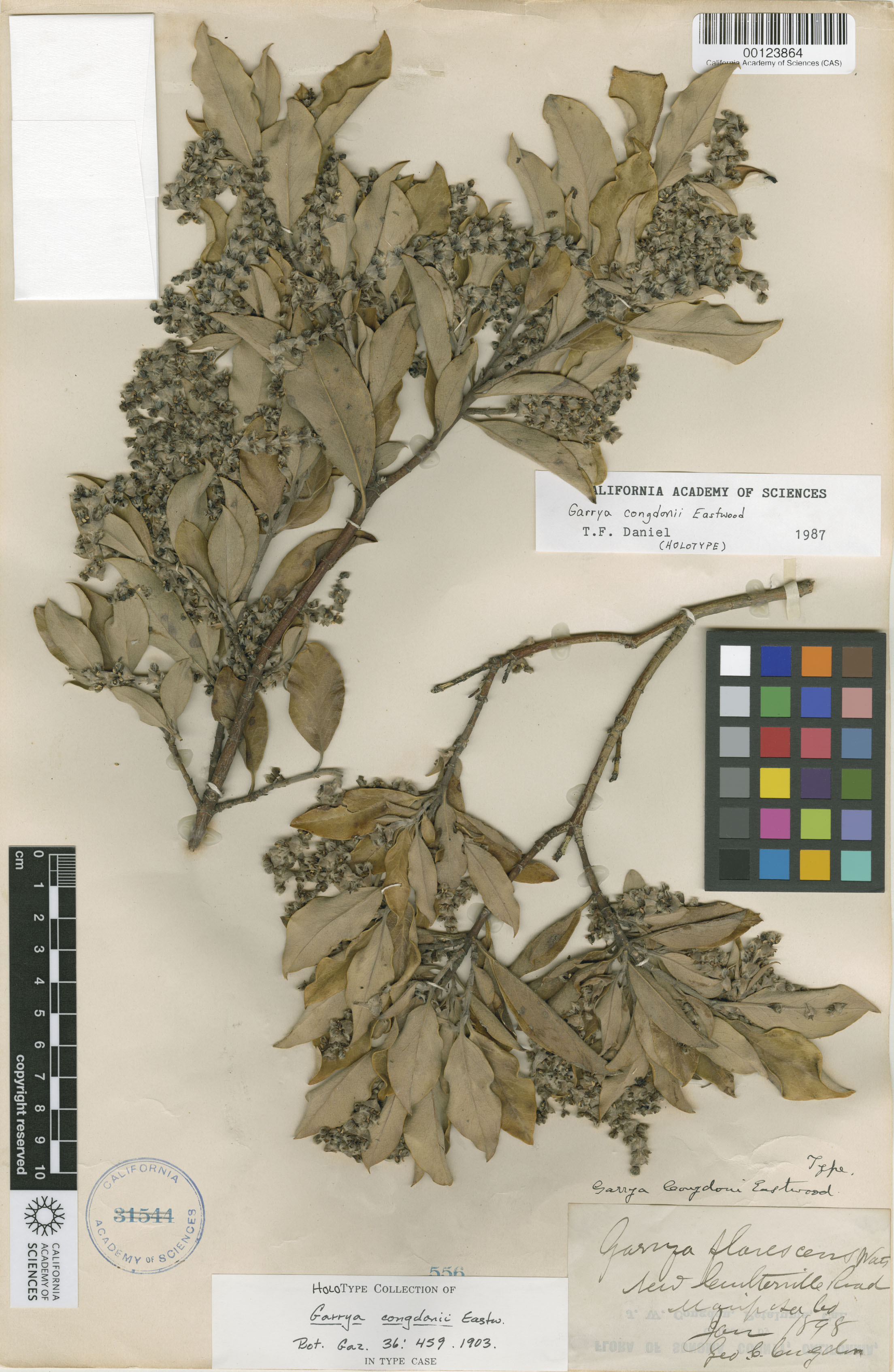 Garrya congdonii image