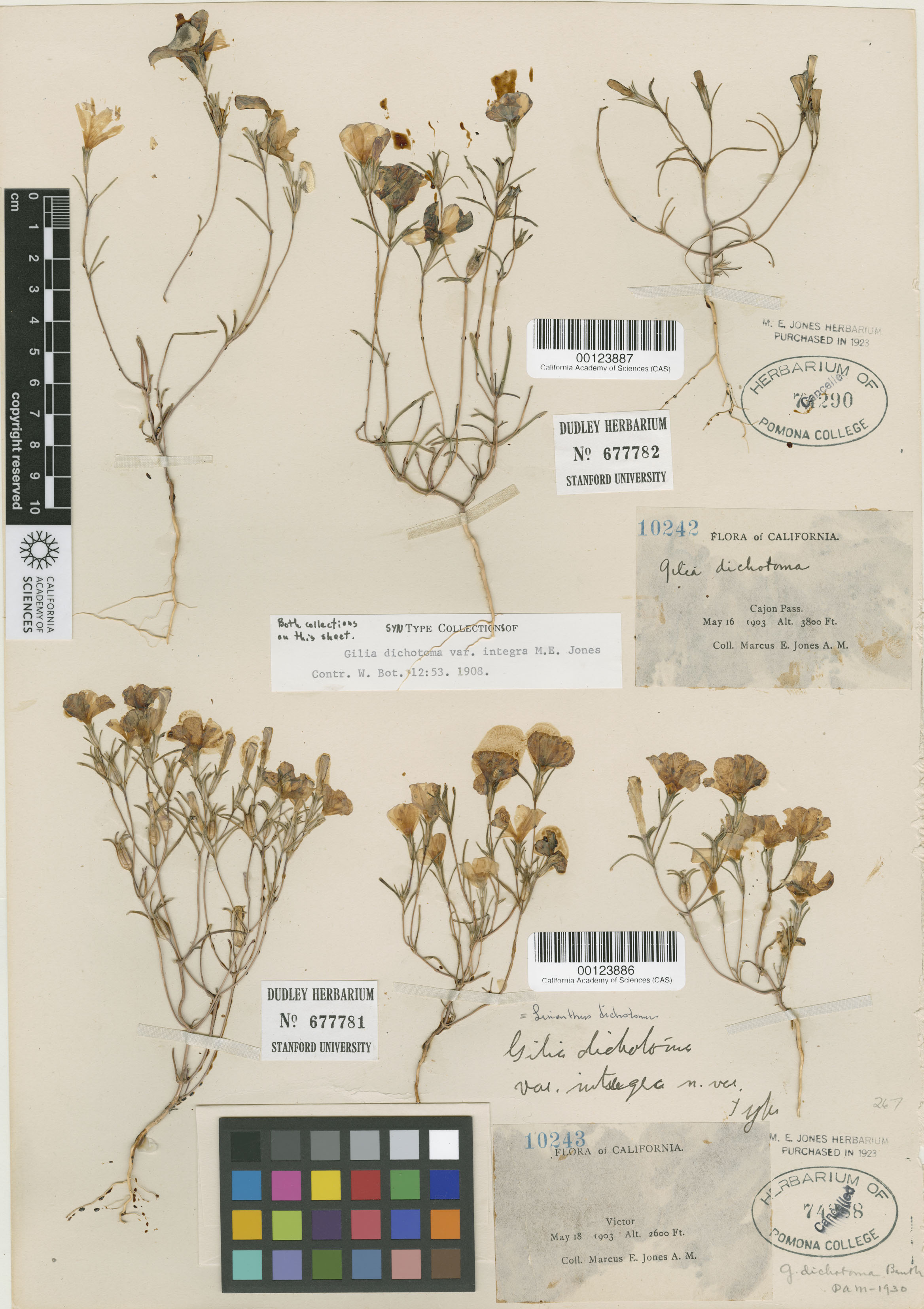 Linanthus dichotomus image