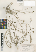Image of Gilia angelensis