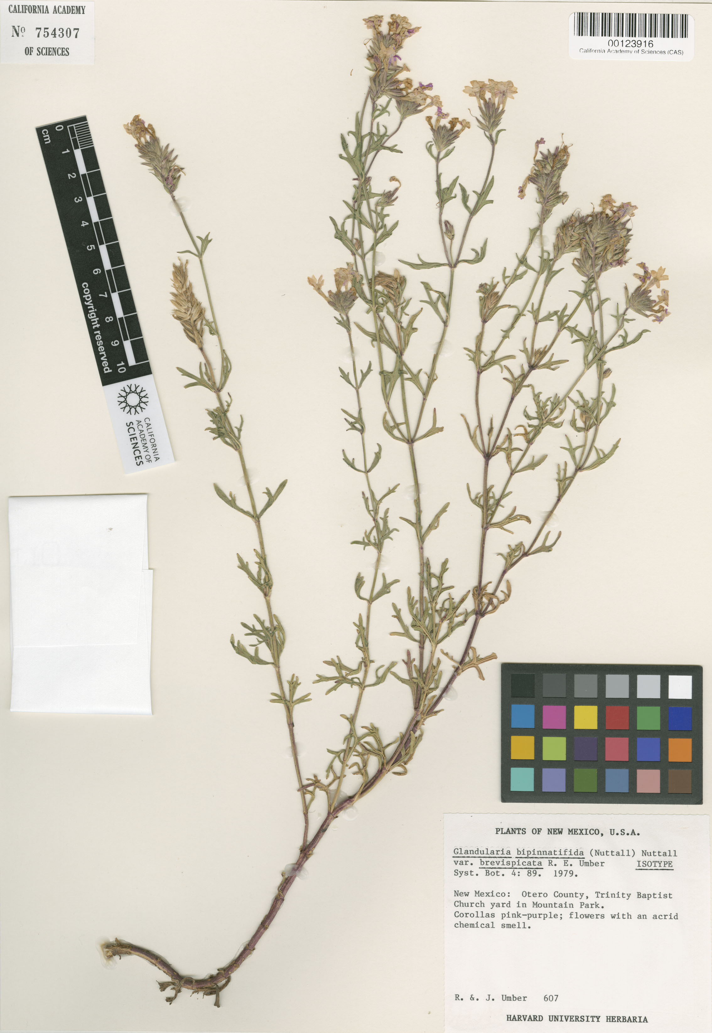 Glandularia bipinnatifida image