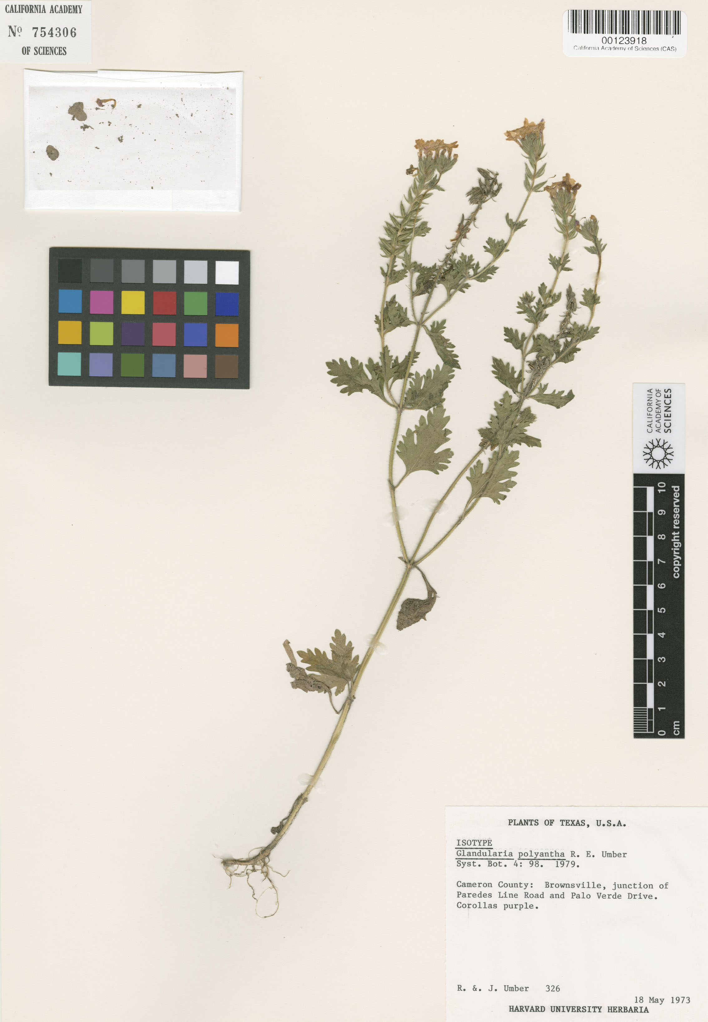 Glandularia polyantha image