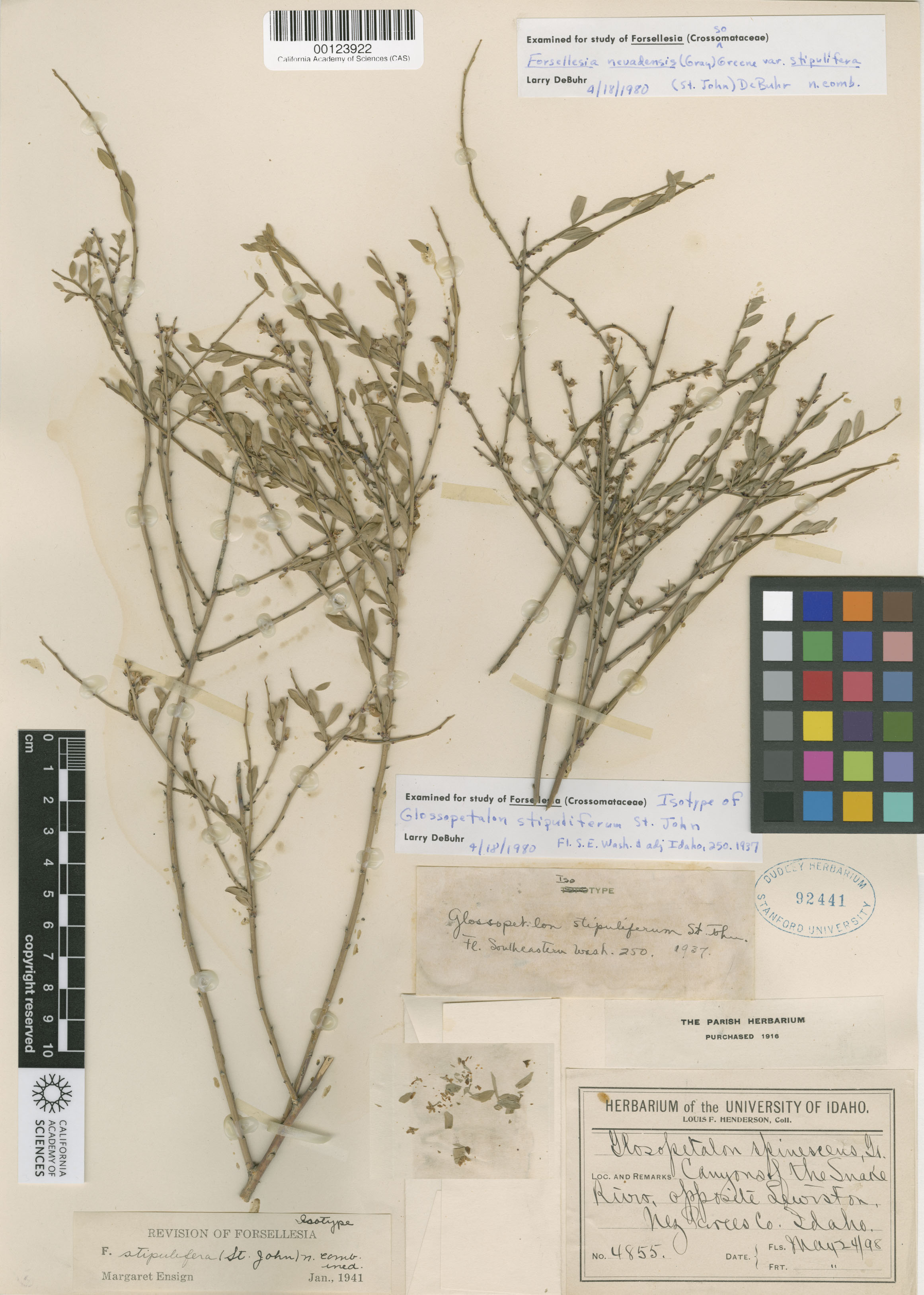 Glossopetalon stipuliferum image