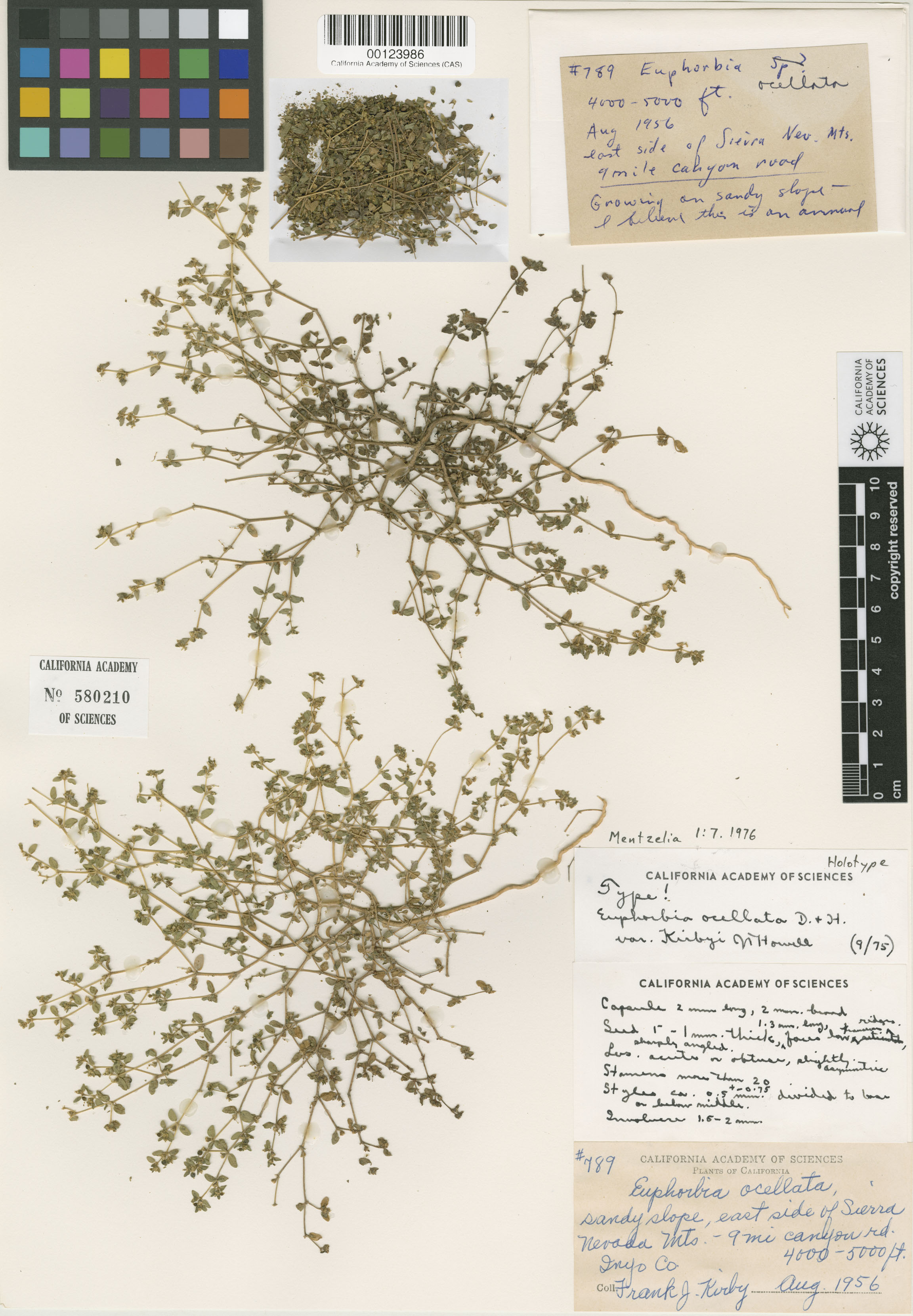 Euphorbia ocellata ssp. arenicola image