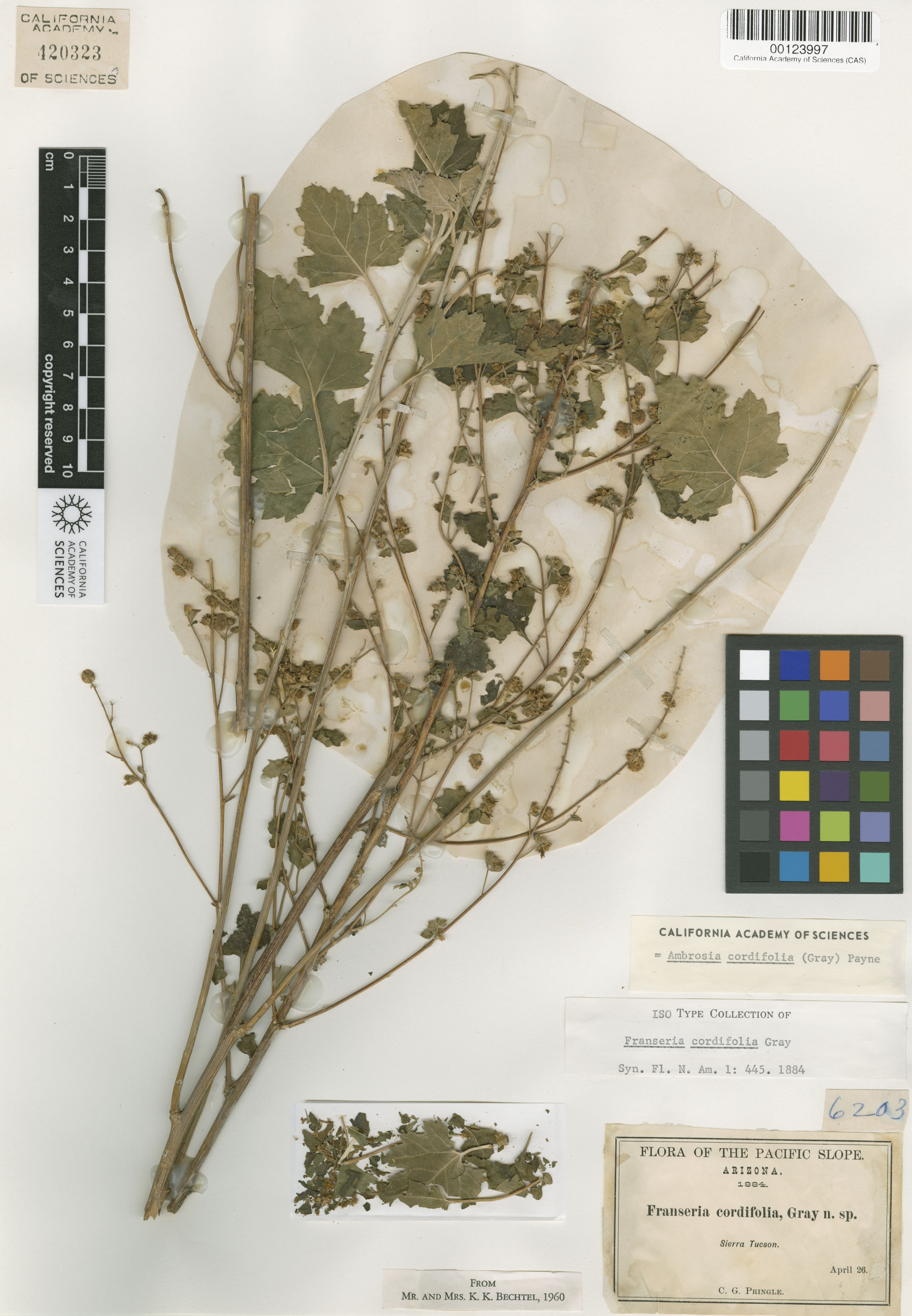 Ambrosia cordifolia image