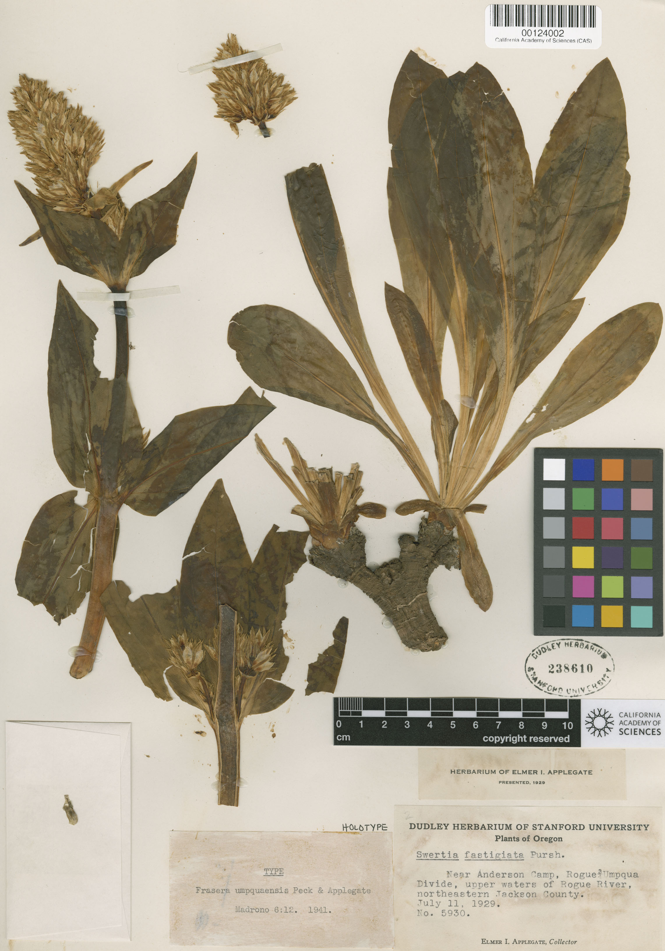 Frasera fastigiata image