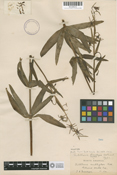 Image of Fritillaria brandegeei