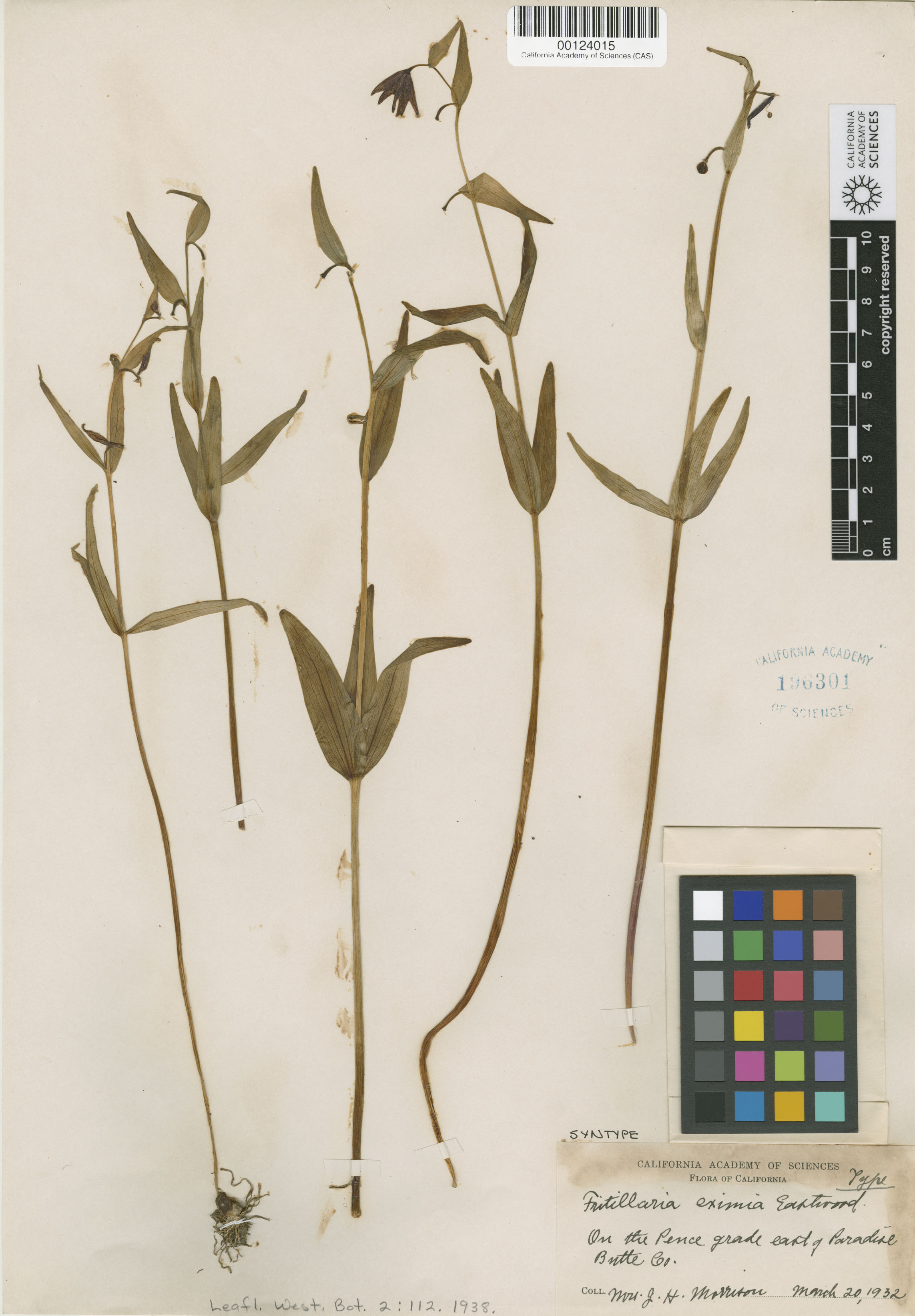 Fritillaria eximia image