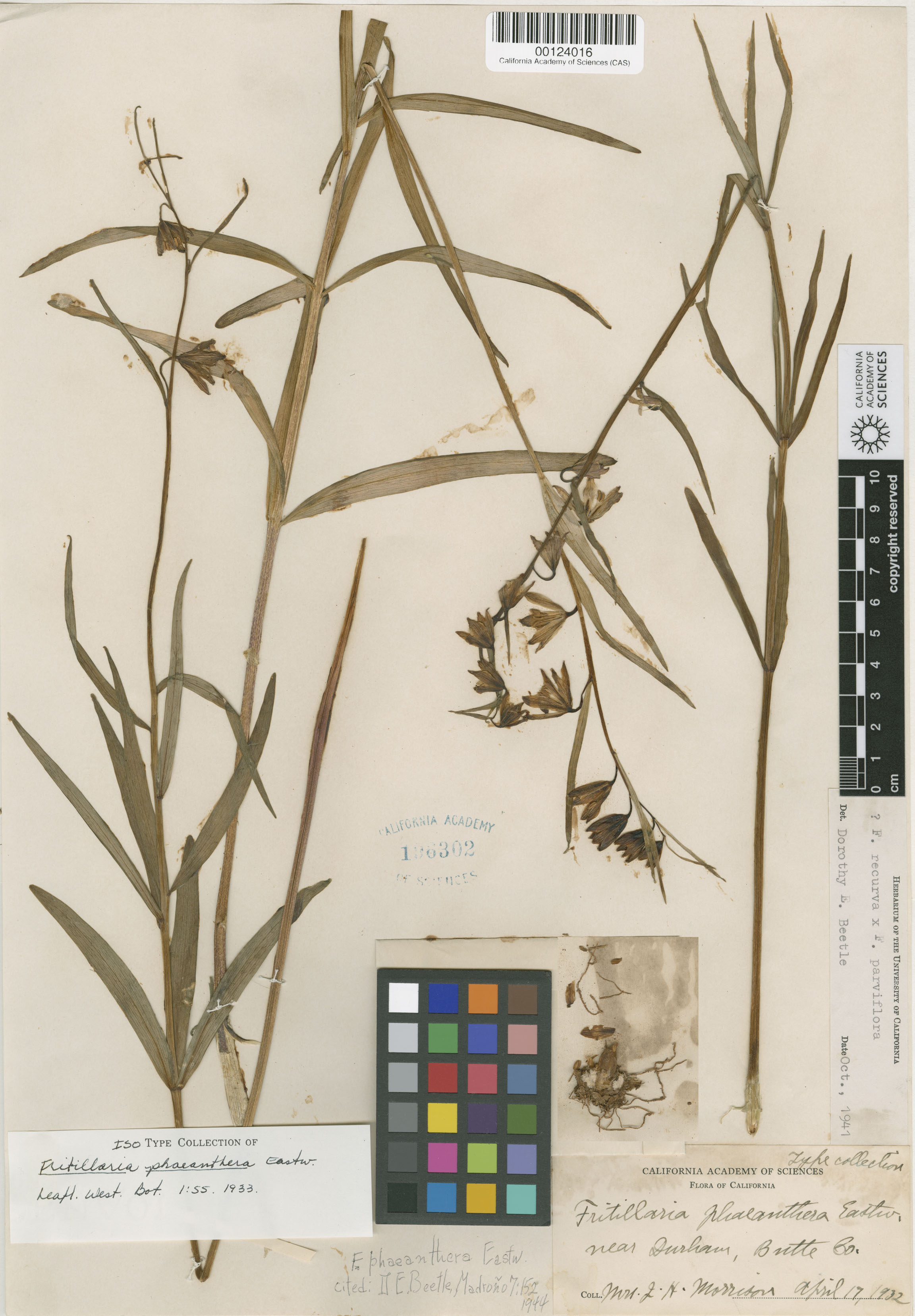 Fritillaria eastwoodiae image