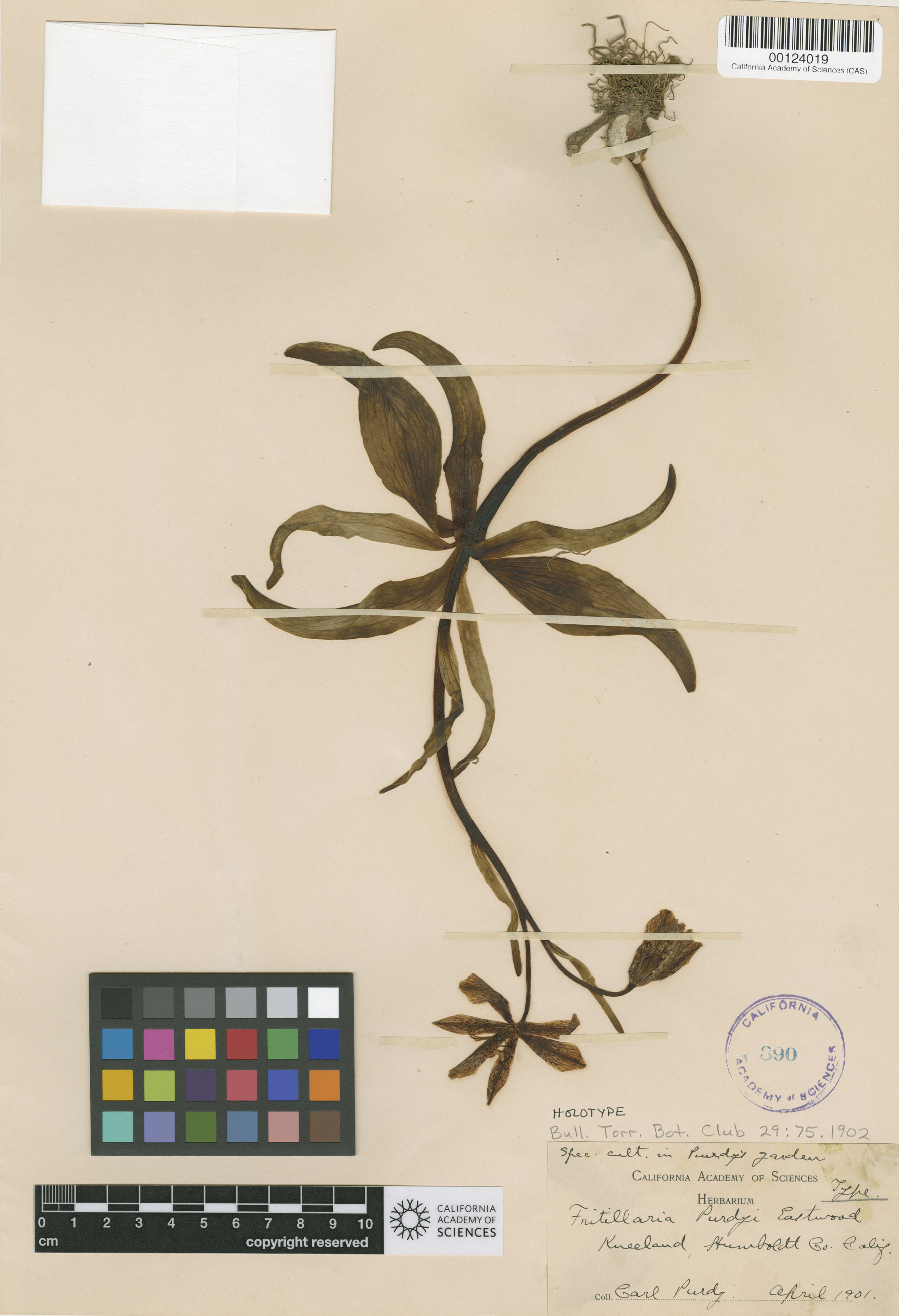 Fritillaria purdyi image