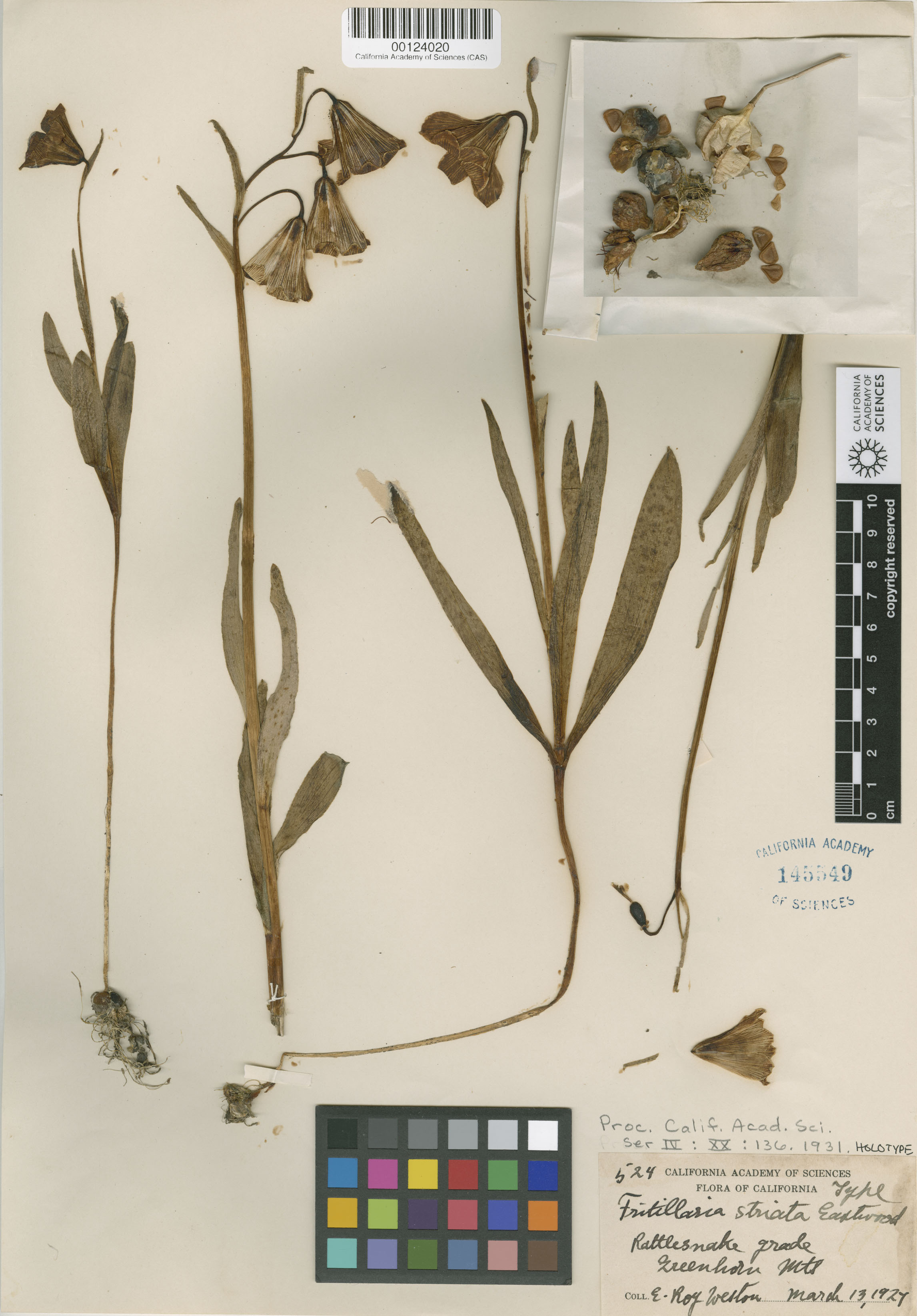 Fritillaria striata image